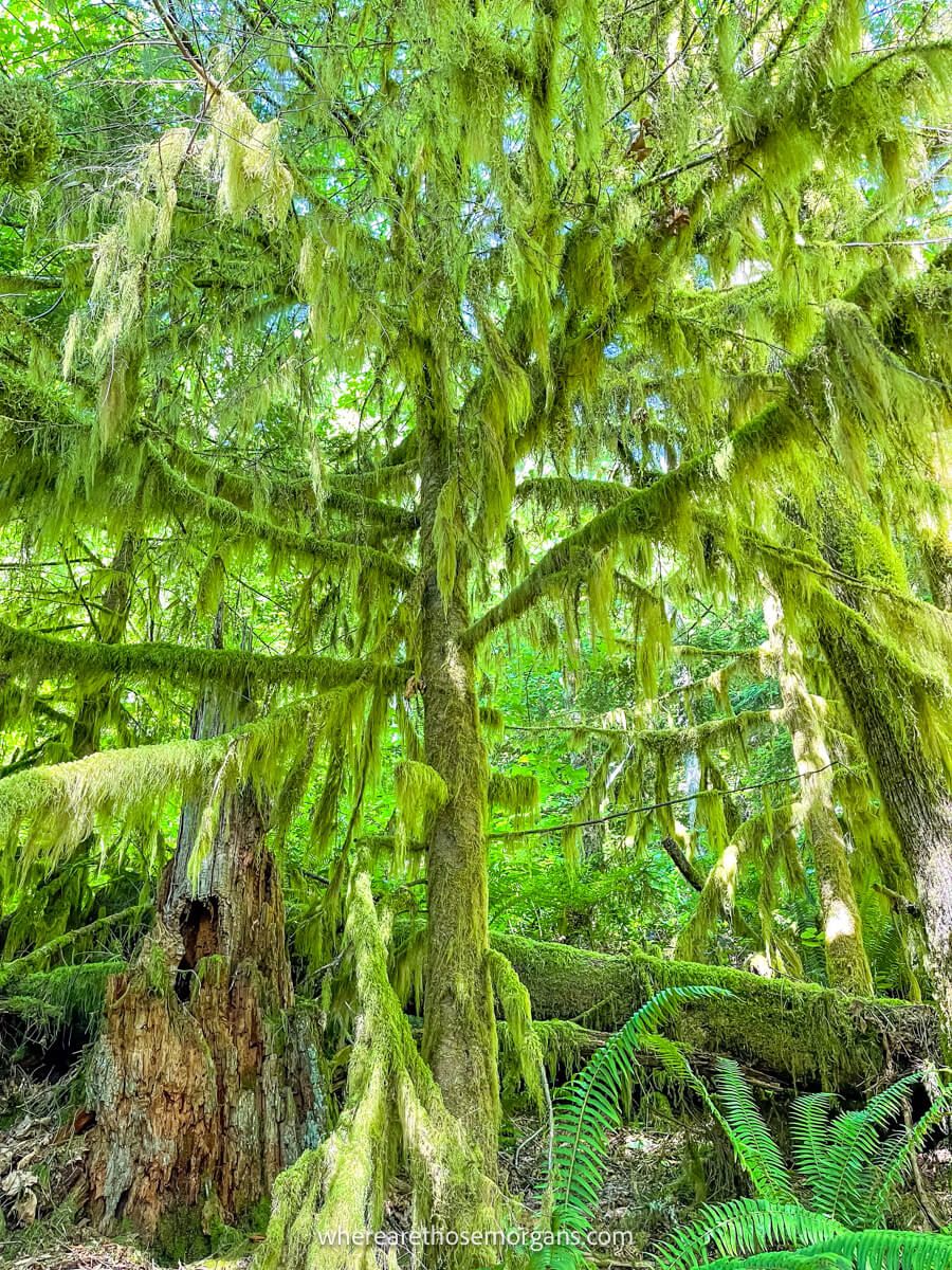 Photo of a tree covered in hanging moss in a Washington State forest