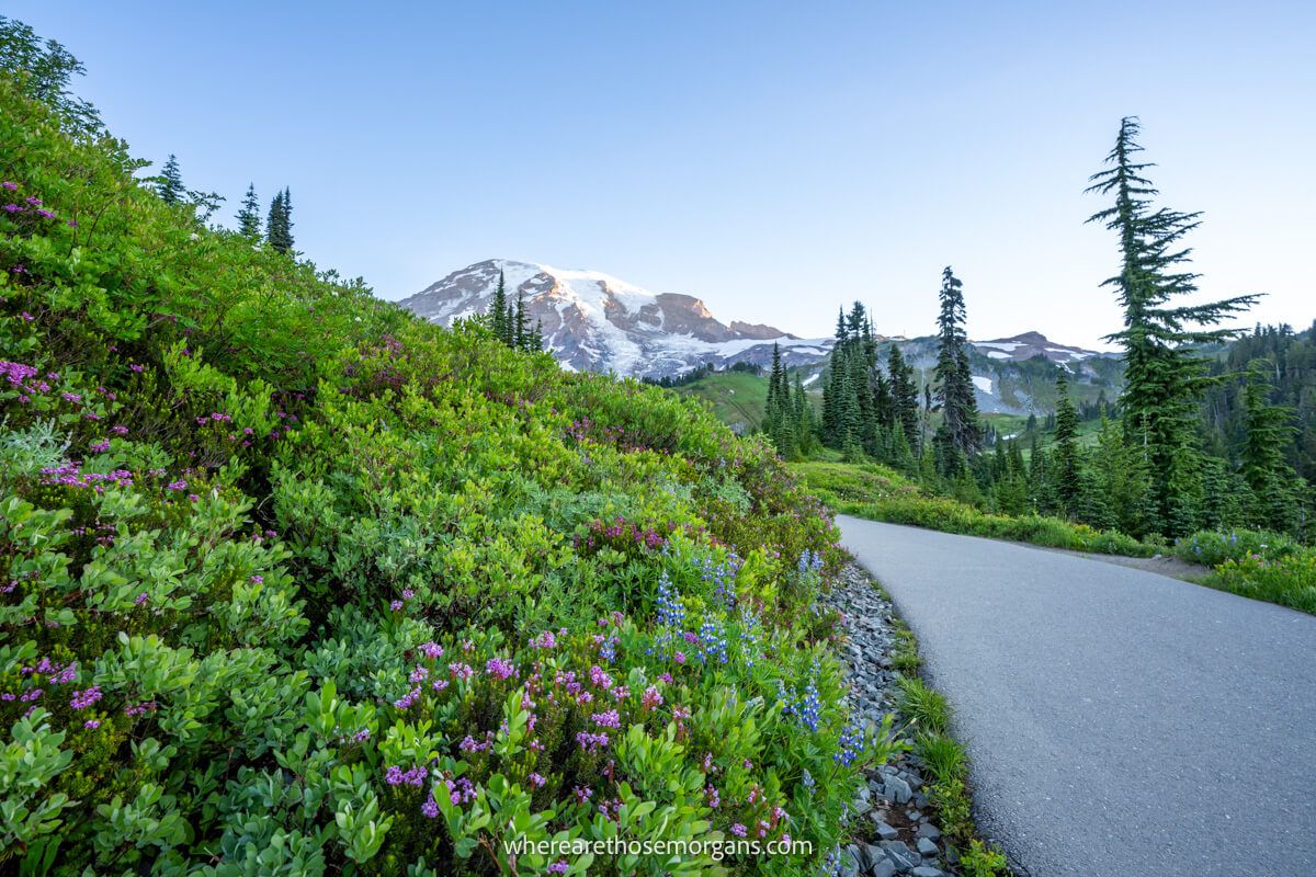 Photo of a paved path next to a meadow with lush green vegetation and wildflowers leading to a snow capped mountain at dawn