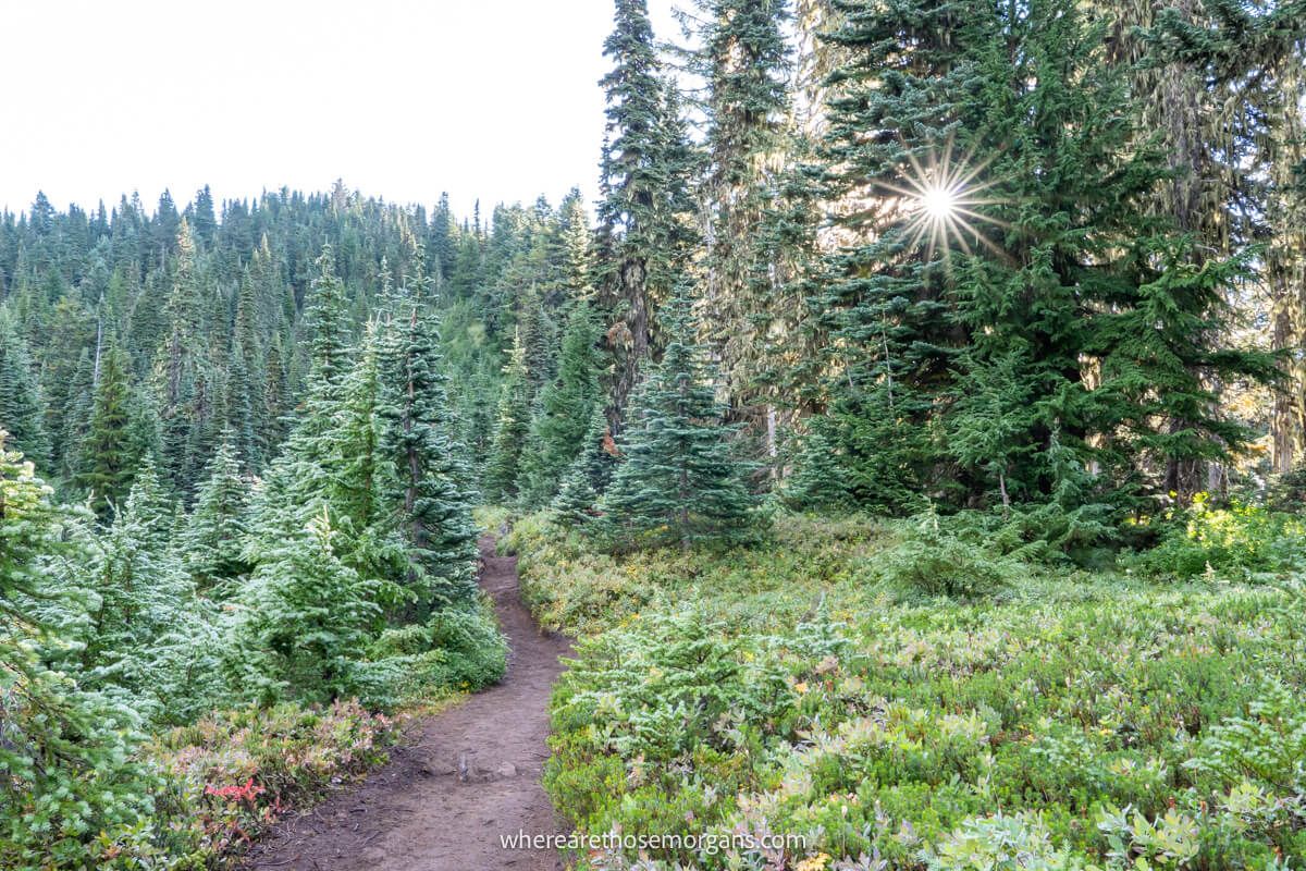 Photo of a dirt packed path leading through lots of green vegetation and trees with a starburst of the sun peaking through a tree