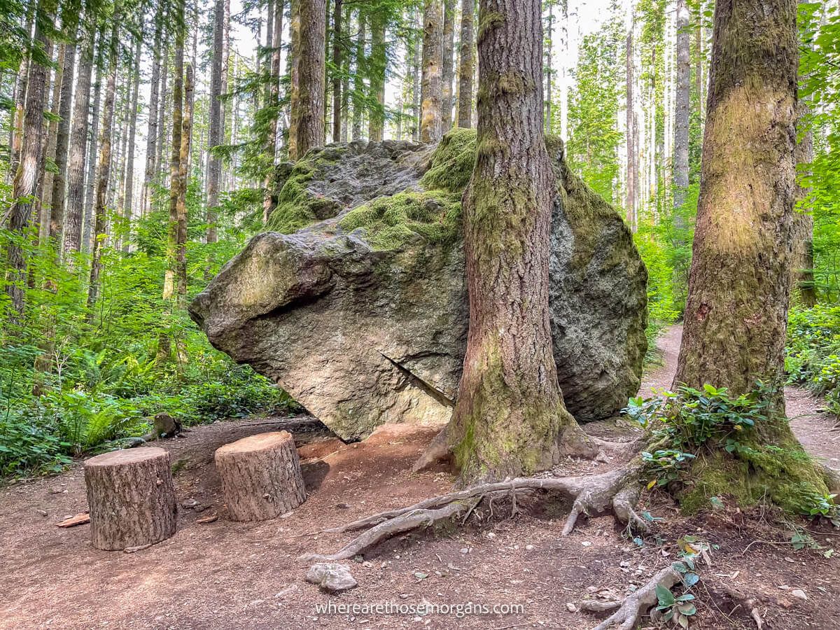 Photo of trees and a large boulder inside a thick forest