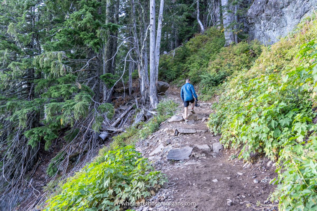 Photo of a person hiking up a narrow steep path into a forest in Washington