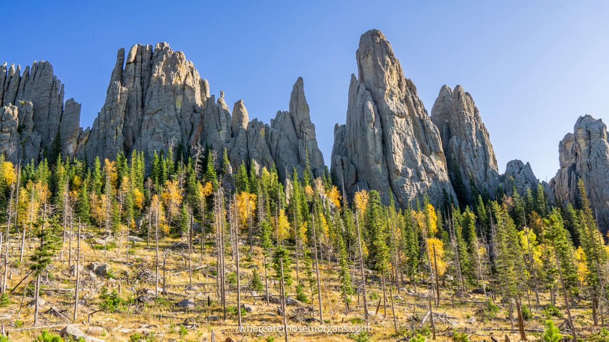 Photo of green and yellow leaves on thin trees on a hillside leading to tall jagged granite rocks on a clear day