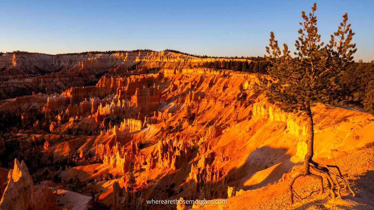 Rugged red rock amphitheater with hoodoos and a lone tree all glowing red at sunrise