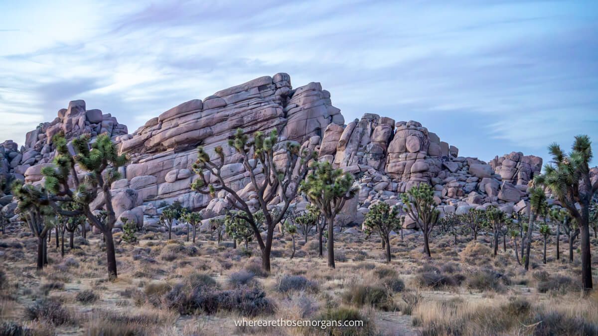 Photo of Joshua Trees in a flat landscape leading to rocky mounds under a cloudy sky at dusk