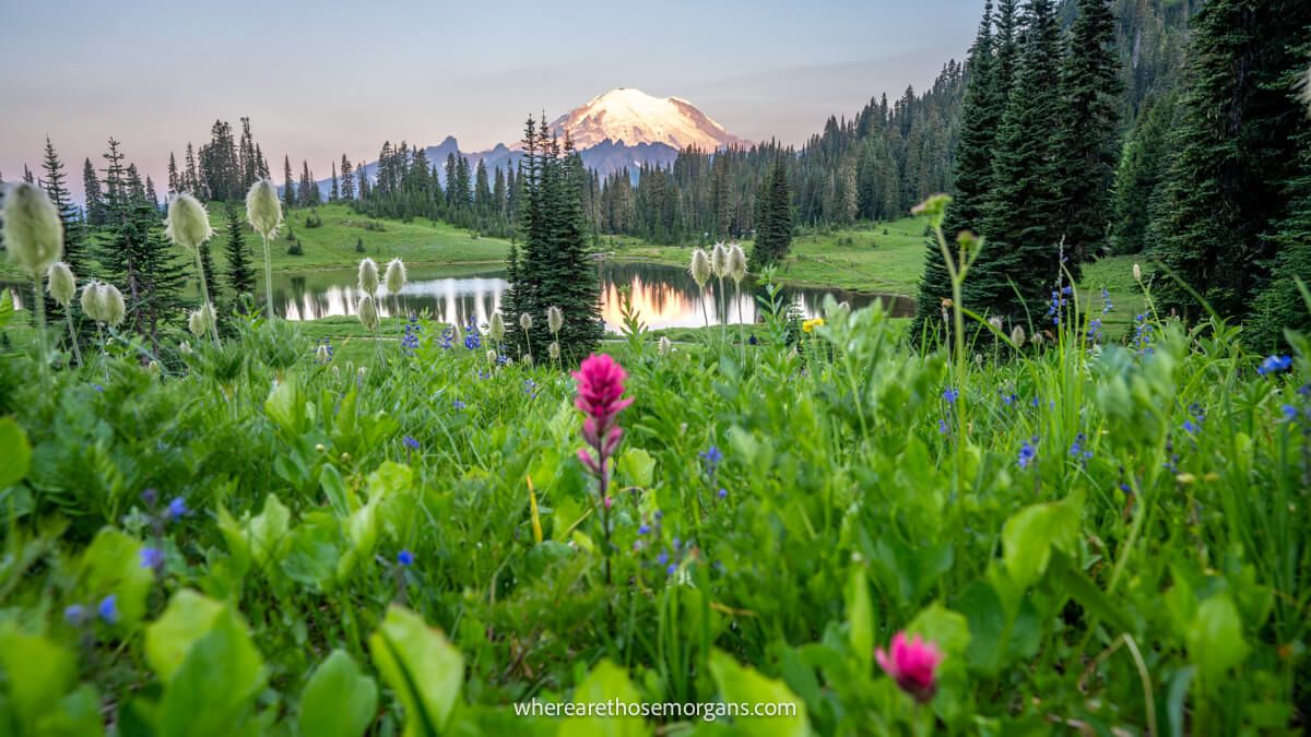 Photo of a green grassy meadow with pink flowers leading to a small pond with a reflection of a snow capped volcano at sunrise in Mt Rainier National Park