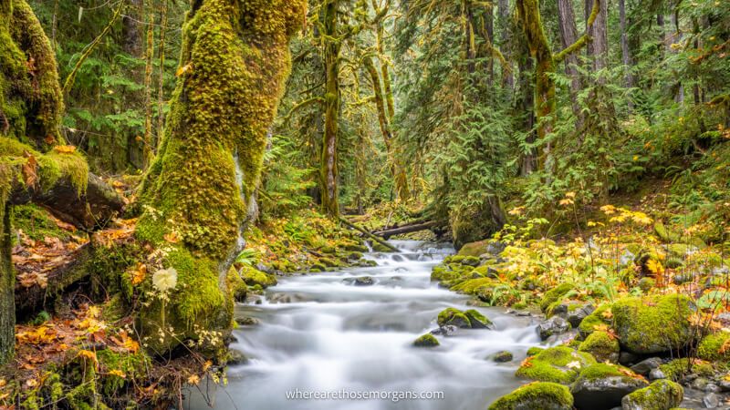 Photo of a river rapid cutting through old growth forest in Olympic National Park