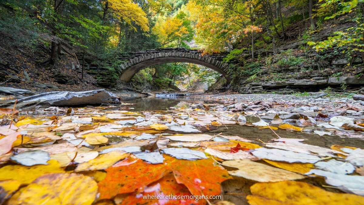 Photo of fall foliage leaves floating on a river with a stone bridge and trees behind