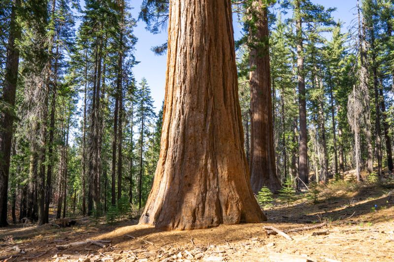 Photo of a giant sequoia tree in a forest with other thinner trees on a sunny day
