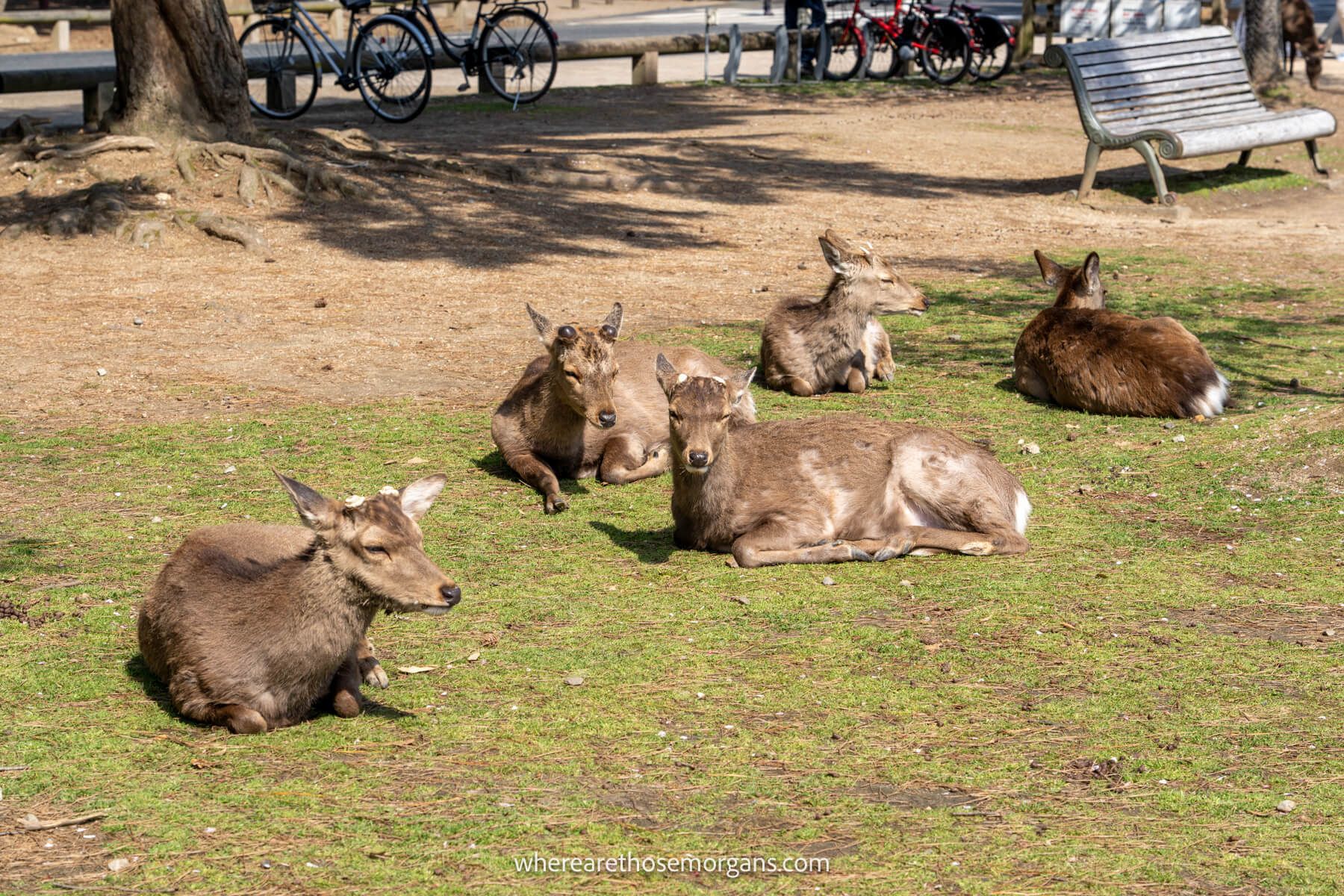 Group of five deer laying in the sun