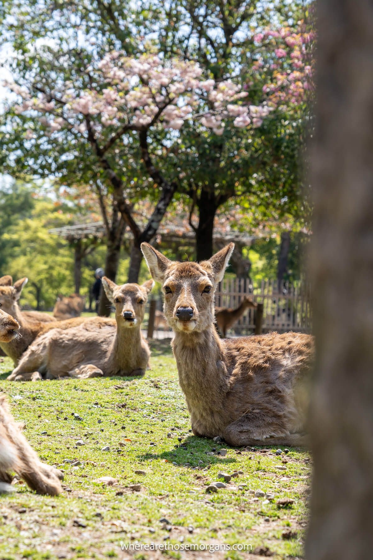 A bunch of deer laying out in the sun