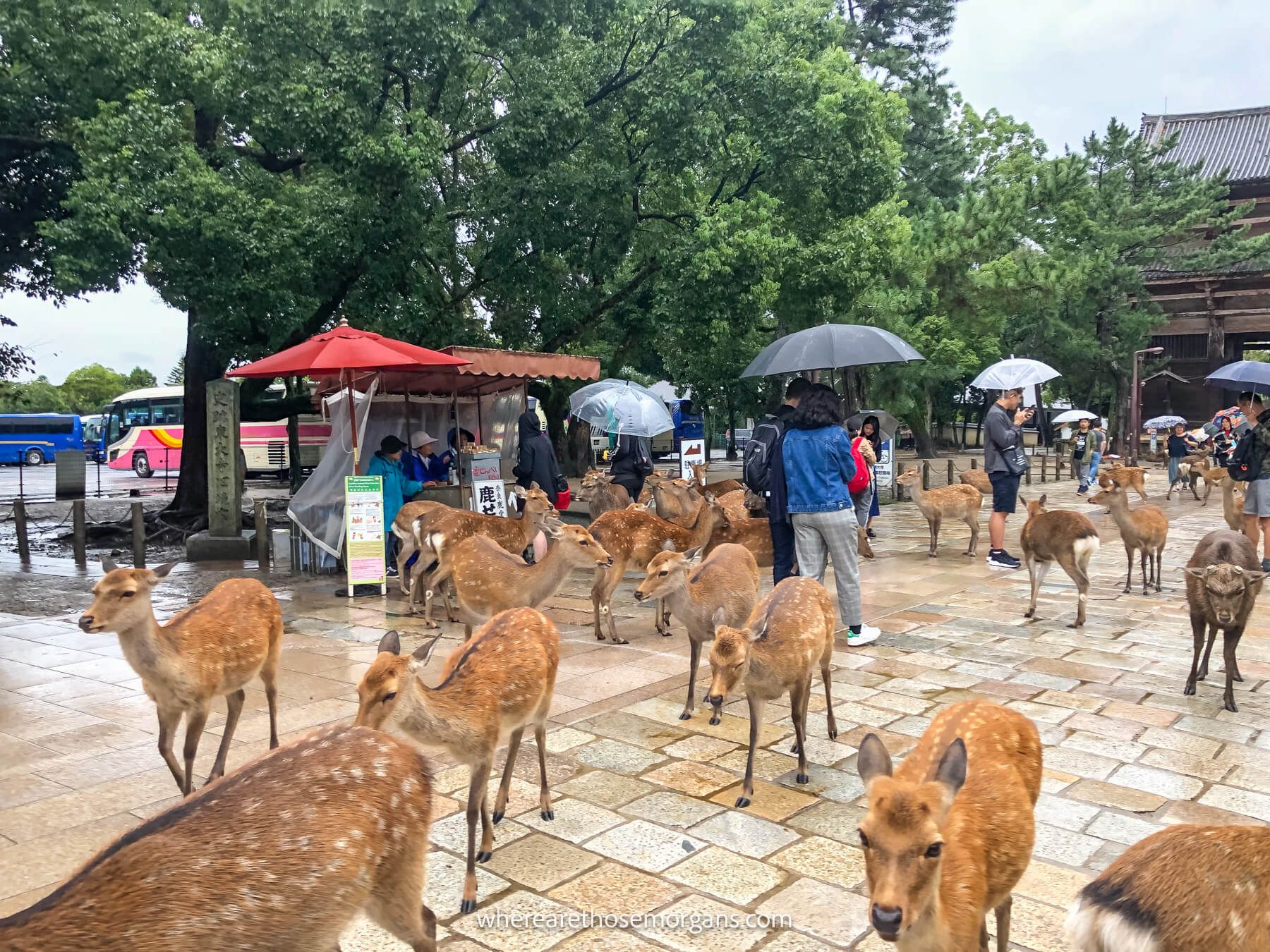 Large group of deer and people on a rainy day in Nara
