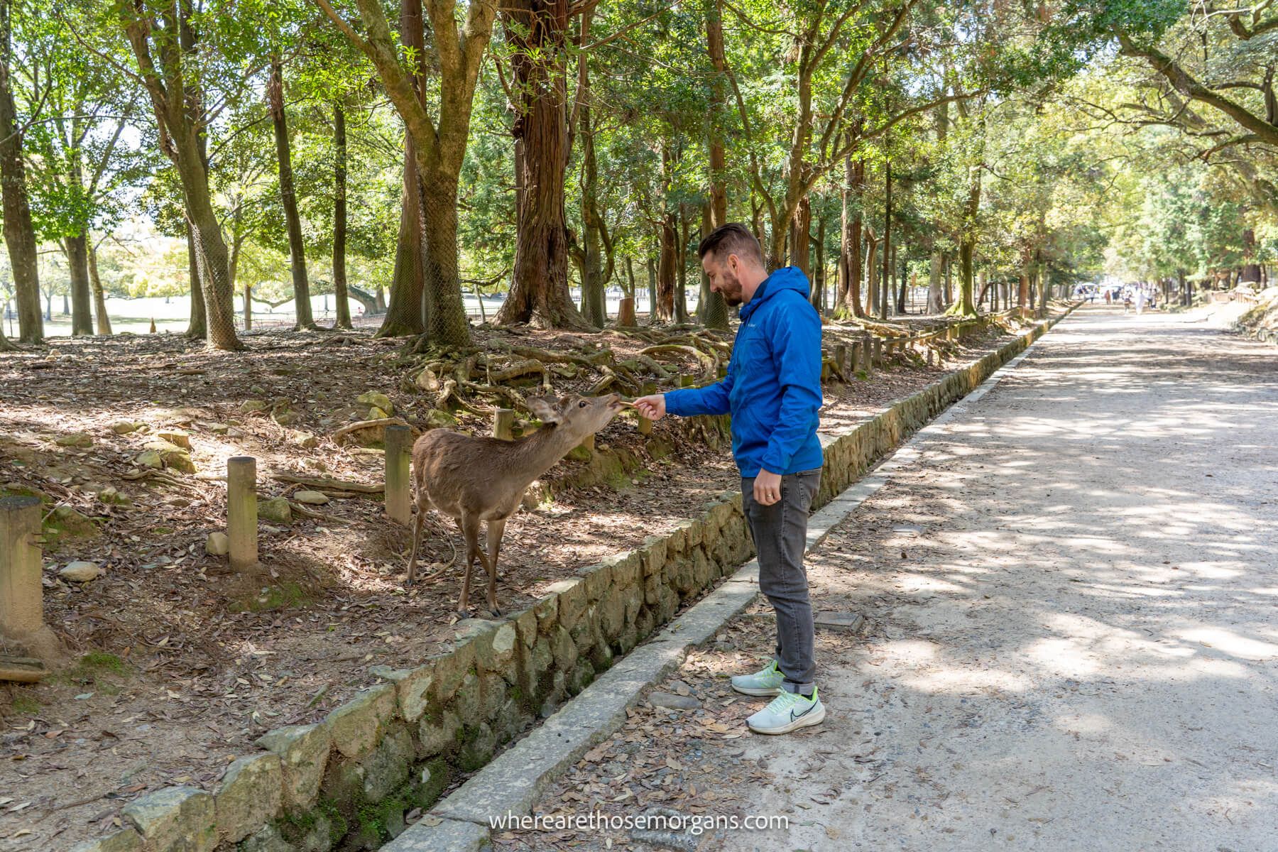 Person feeding a line deer a cracker in Japan