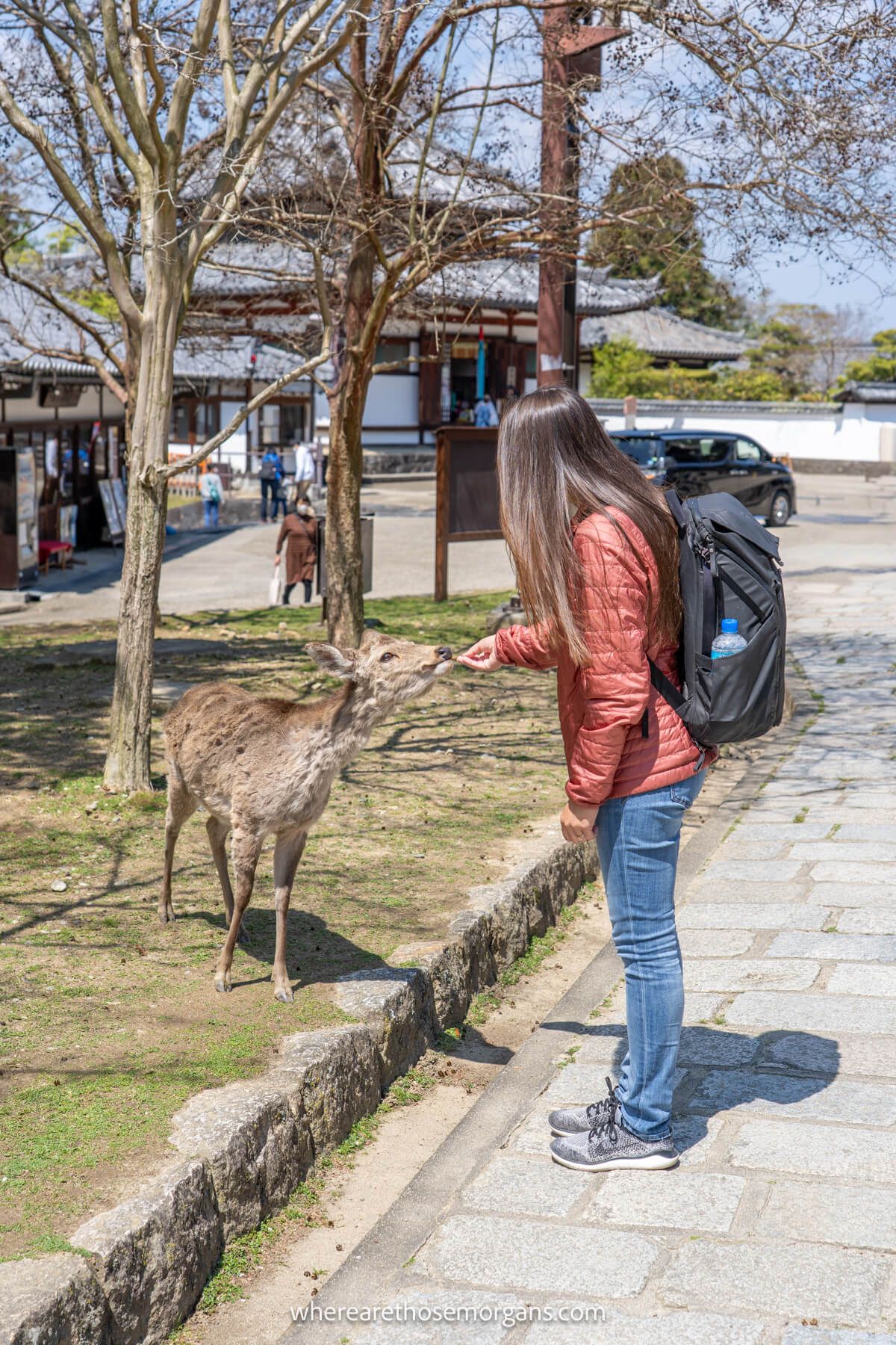 Woman patiently feeding a deer a cracker in Japan