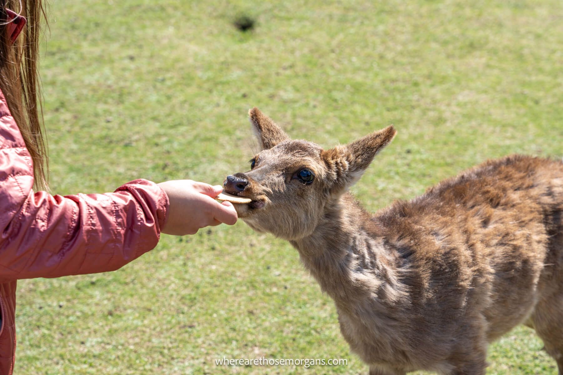 A woman feeding a deer a cracker in Nara, Japan