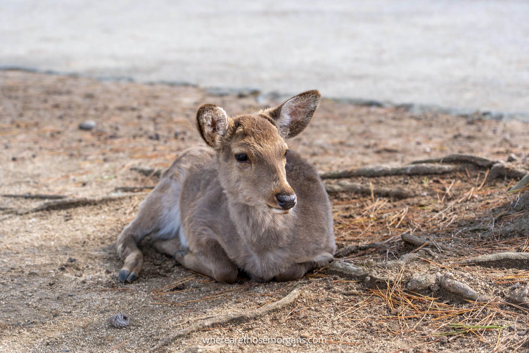 A small deer sitting on the ground