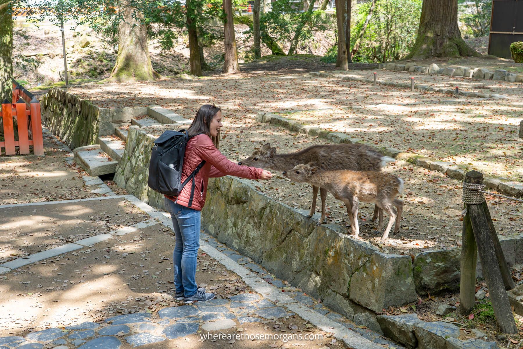 Woman feeding two small deer in Nara