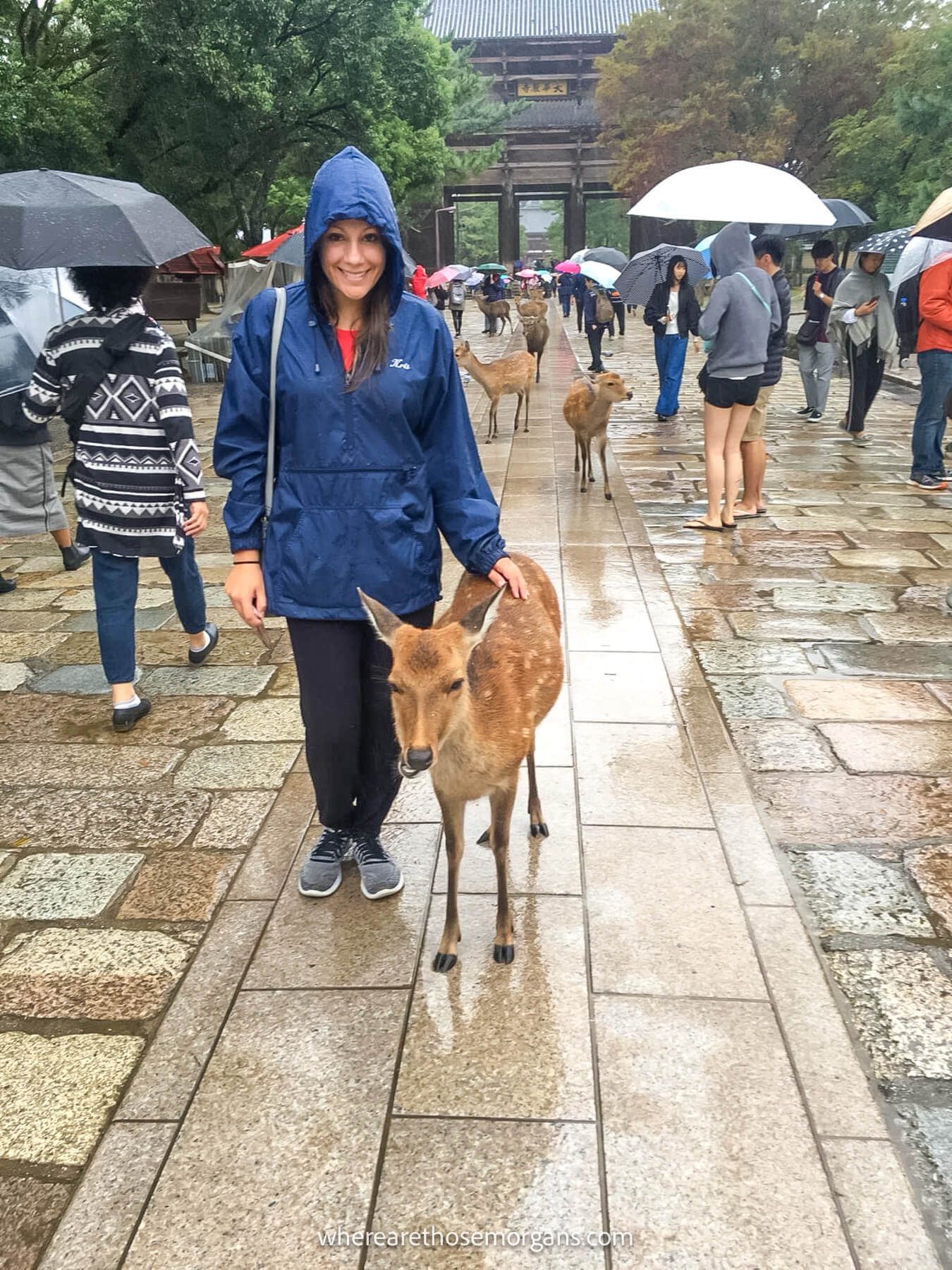 Woman standing in the rain with a deer in Nara, Japan