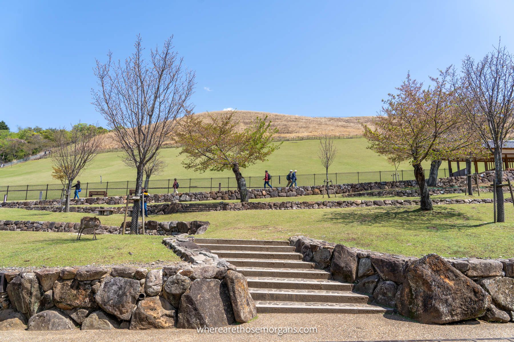 Photo of steps leading to grass and a hill with bare trees on a clear day