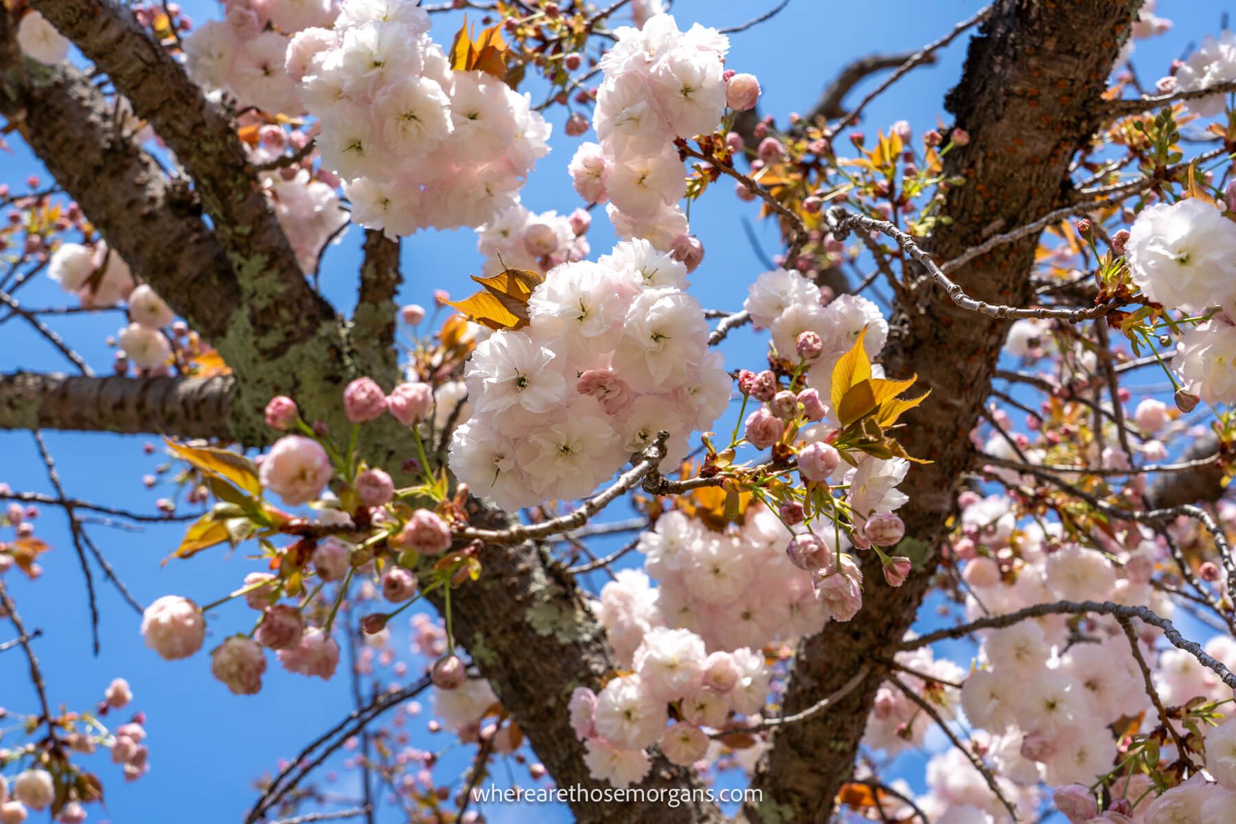 Photo of cherry blossoms in a tree backed by a deep blue sky