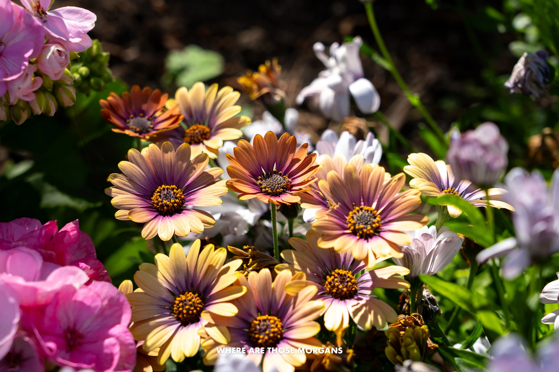 Photo of colorful flowers in a garden in Italy on a sunny day