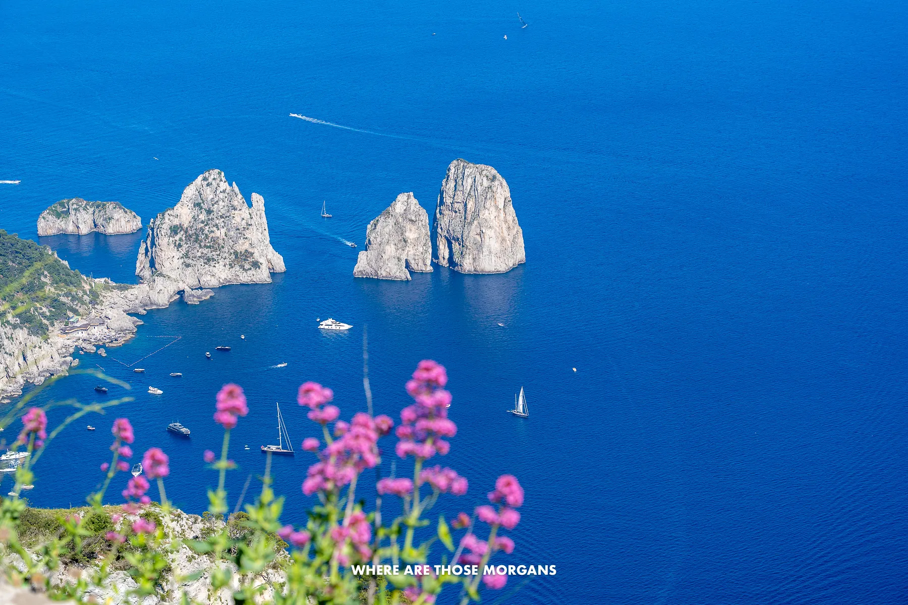 Photo zoomed in of the Faraglioni in Capri with pink flowers in the foreground taken from the top of Monte Solaro