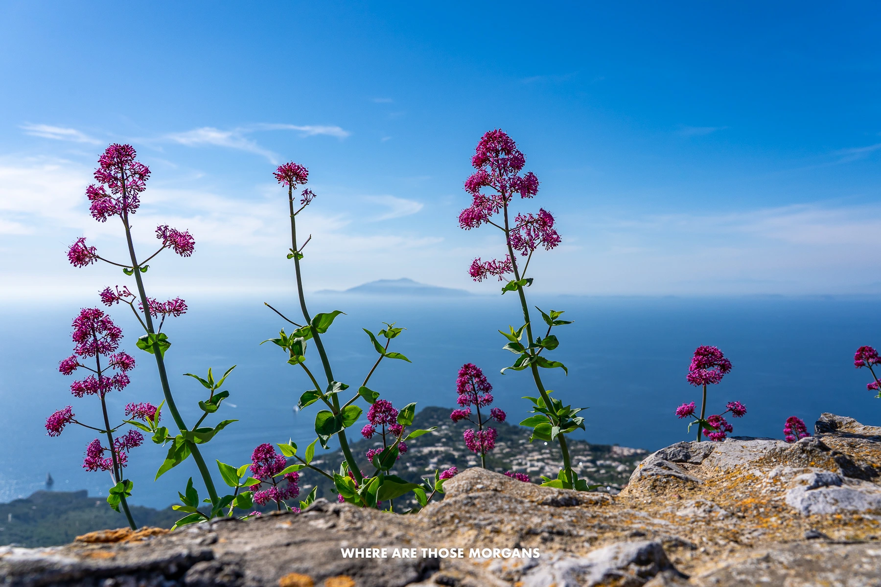 Photo of a distant island on the horizon with a deep blue sea and sky, along with pink colored flowers in the foreground in Italy