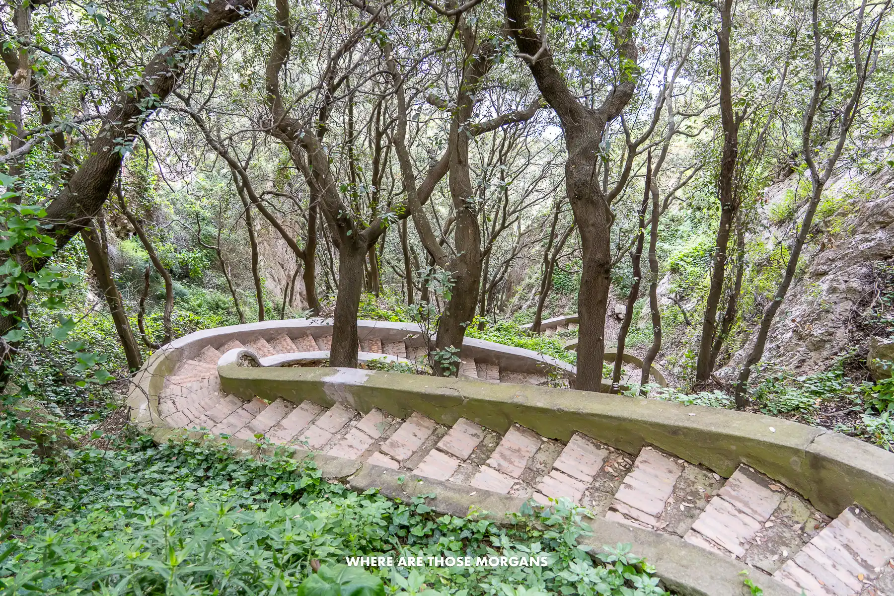 Photo of a narrow staircase twisting through a forest