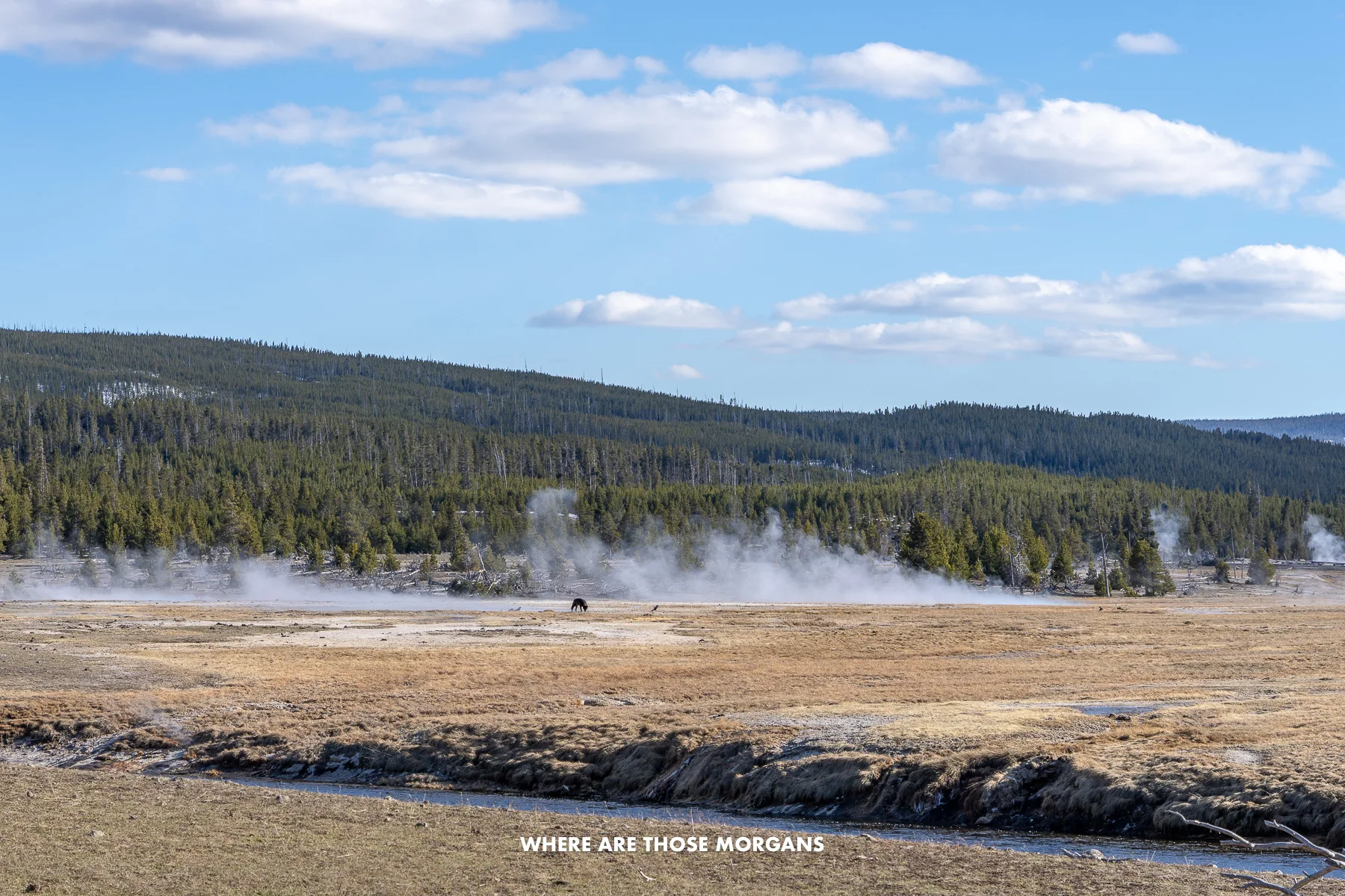 A lone wolf on a geyser in Yellowstone National Park