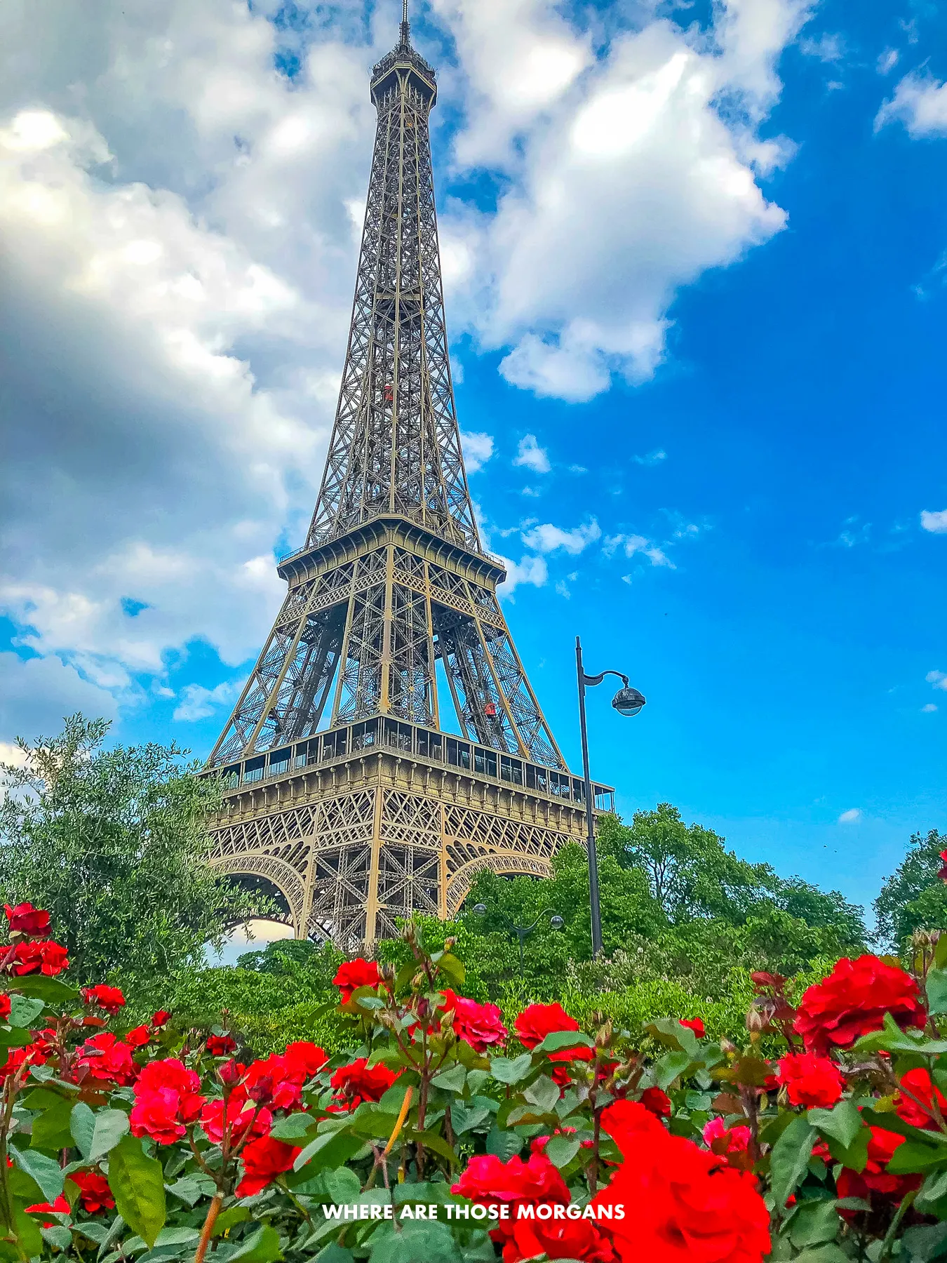 Photo of the Eiffel Tower bursting into the sky from behind a green bush with red flowers in summer with a deep blue sky