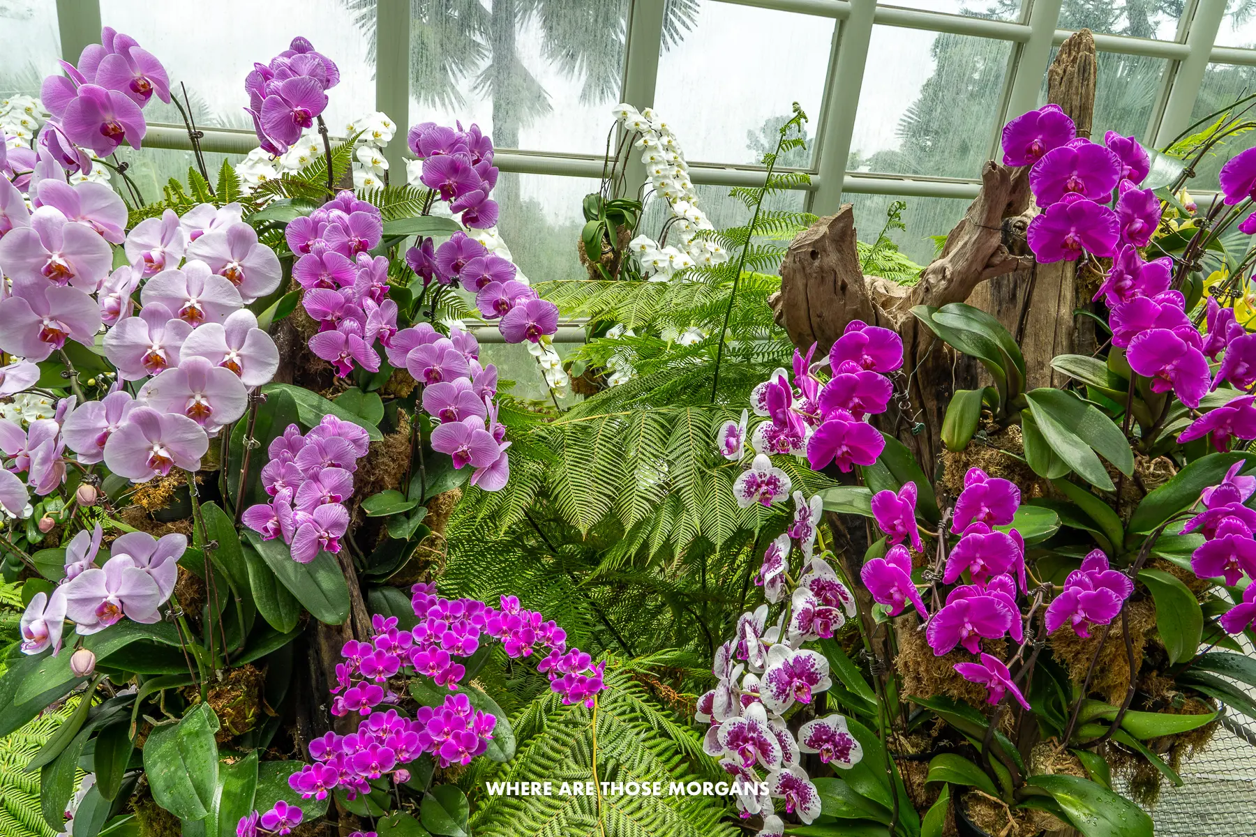 Pink and purple orchids inside a giant temperature controlled greenhouse in Singapore Botanic Gardens