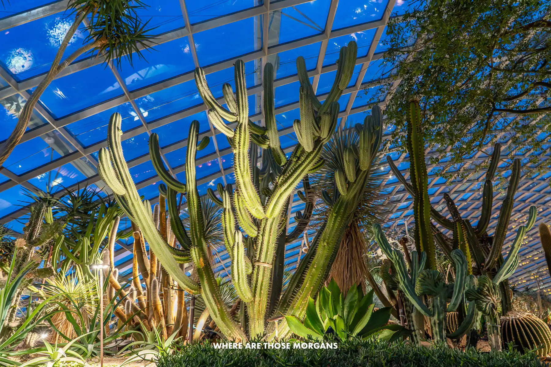 Giant cacti under the glass of a massive conservatory in Singapore at night