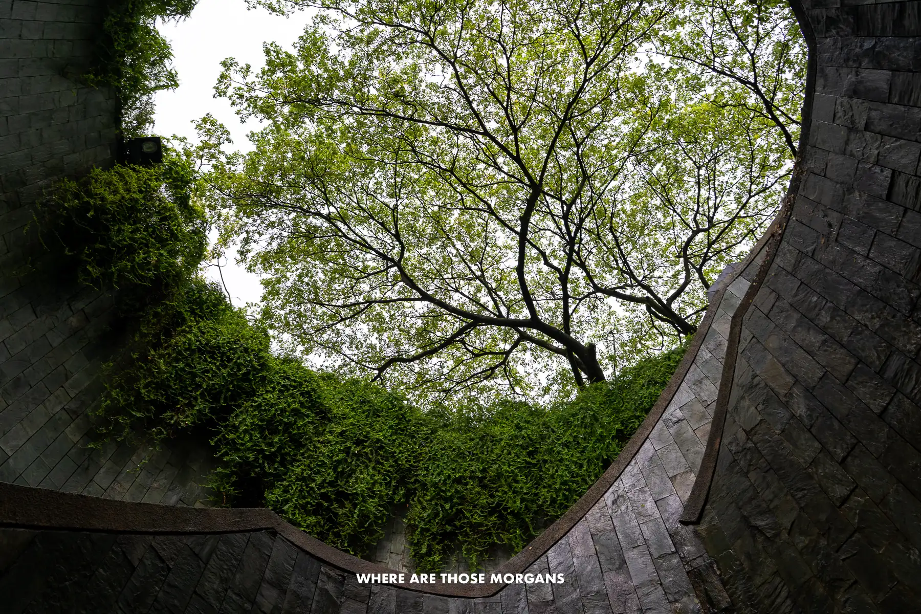 Looking up through a spiral staircase tunnel to a big tree
