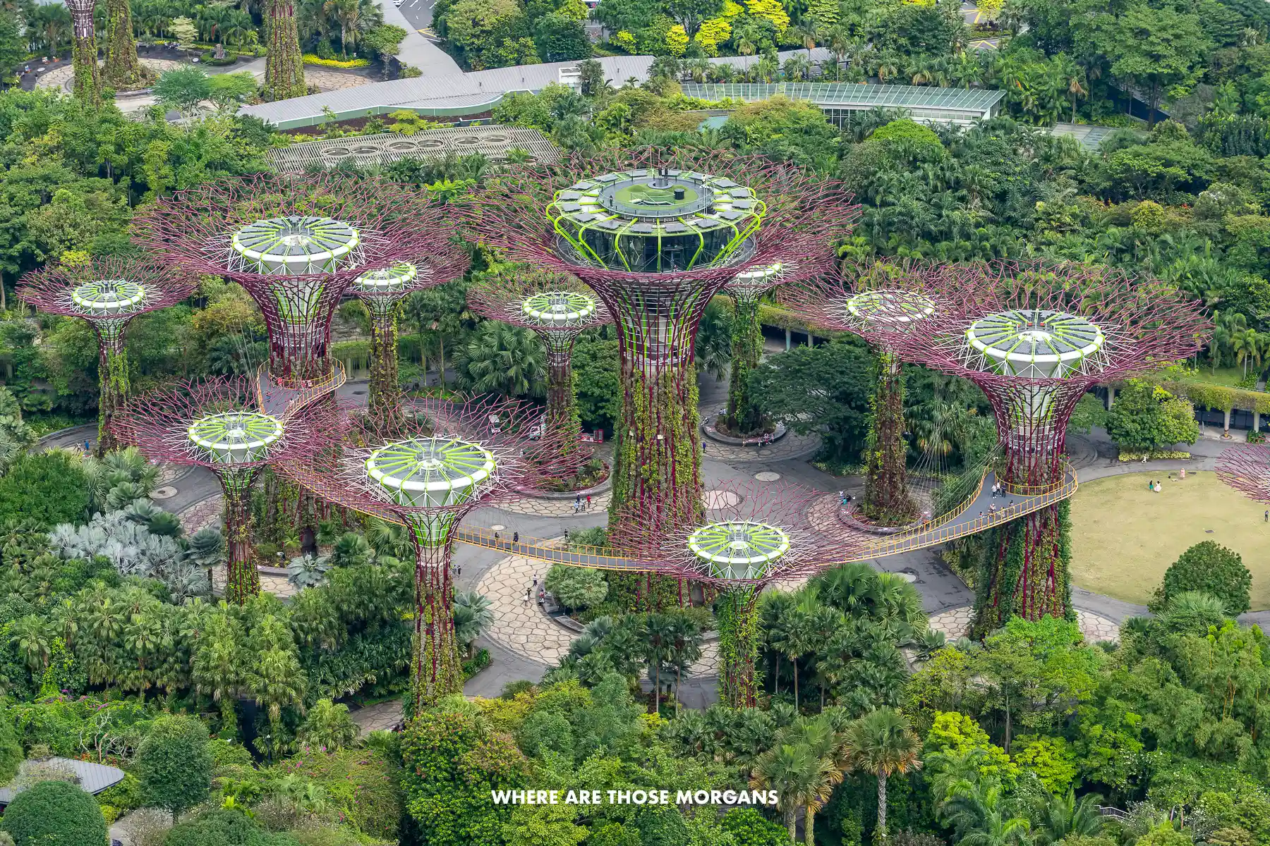 Close up photo of the 12 supertrees in Gardens by the Bay from above at the top of Marina Bay Sands