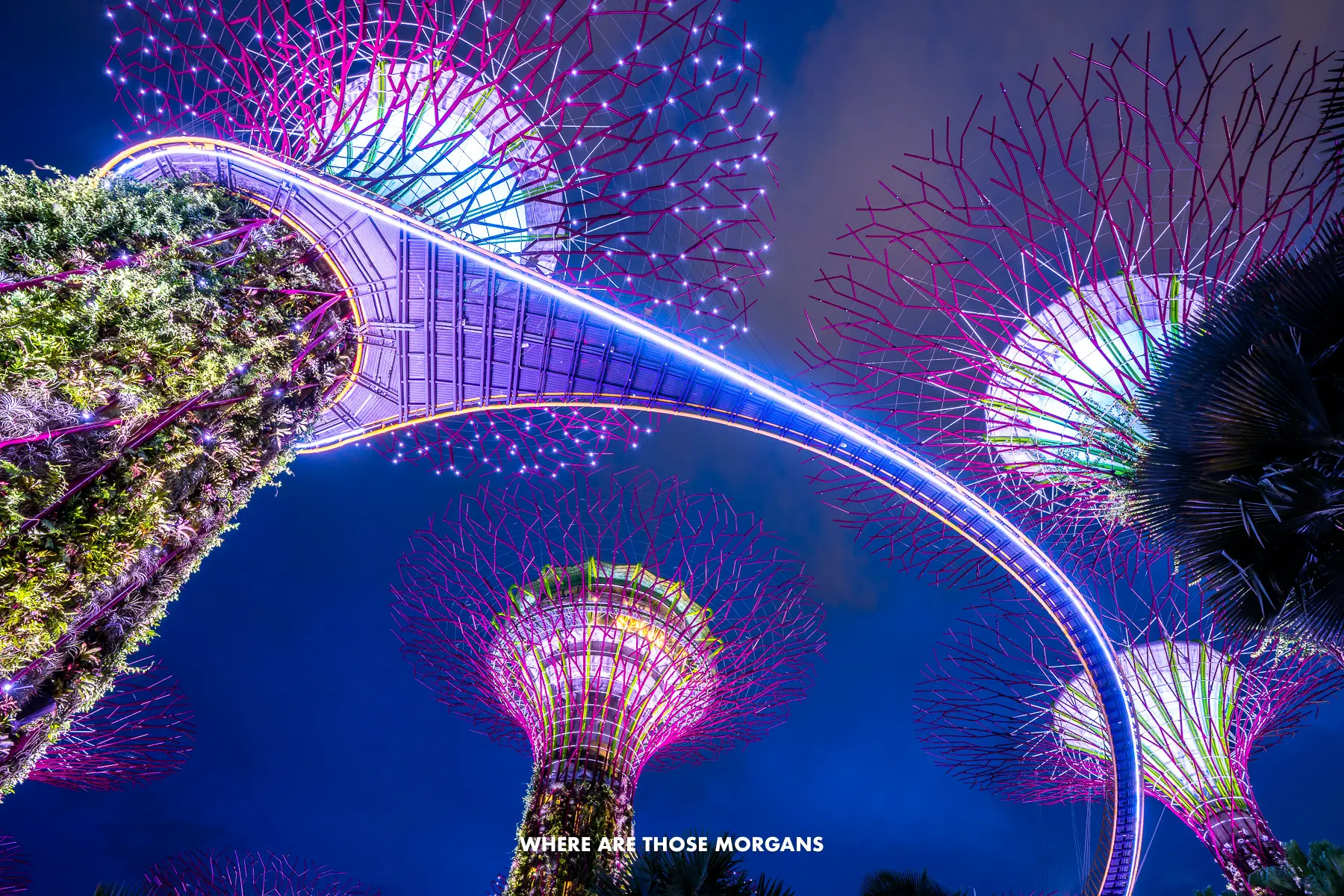 Looking up at the Supertree Grove in Gardens by the Bay Singapore at night with the dancing music show making lights flash across the fake trees