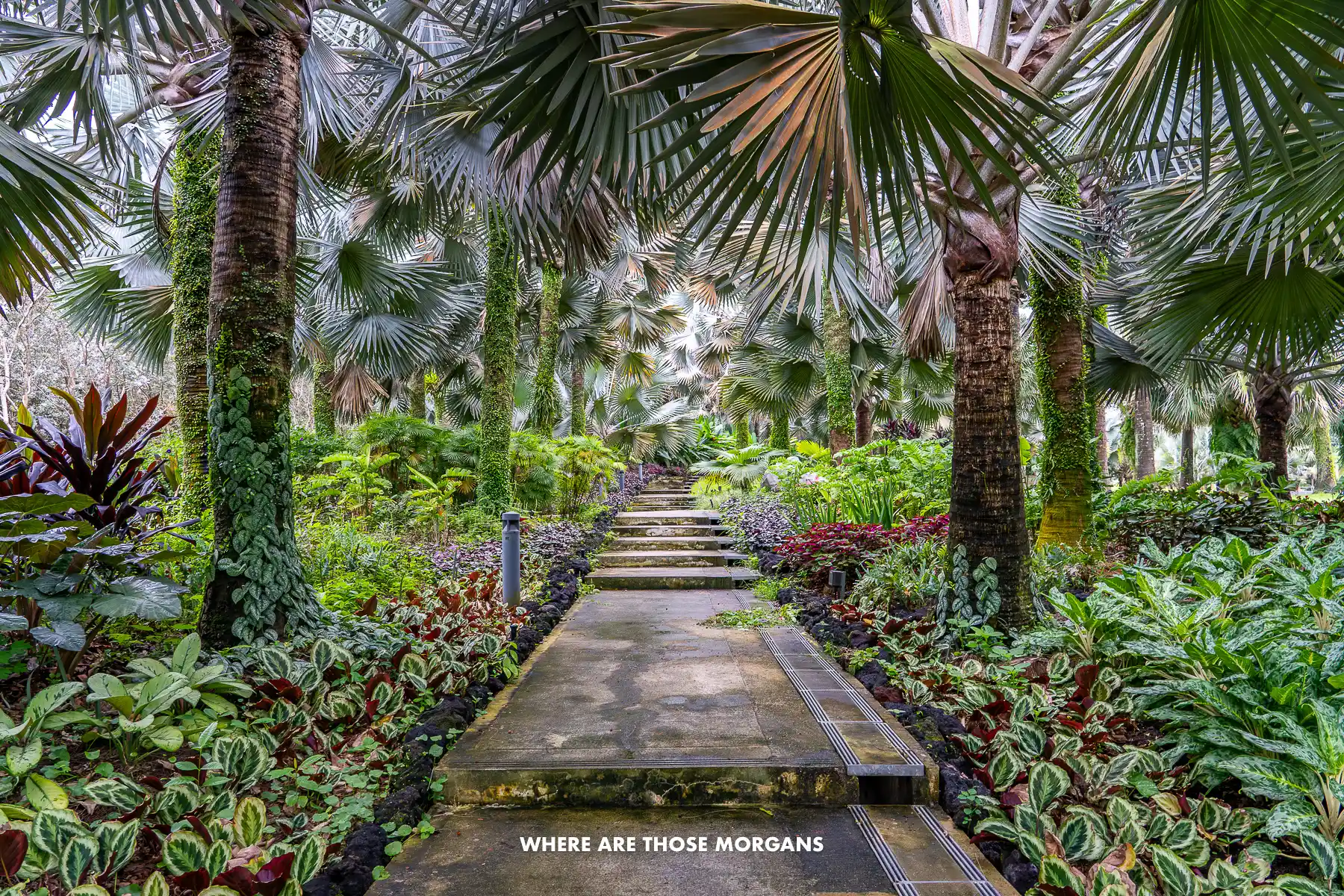 Path with steps leading through trees and vegetation in Singapore