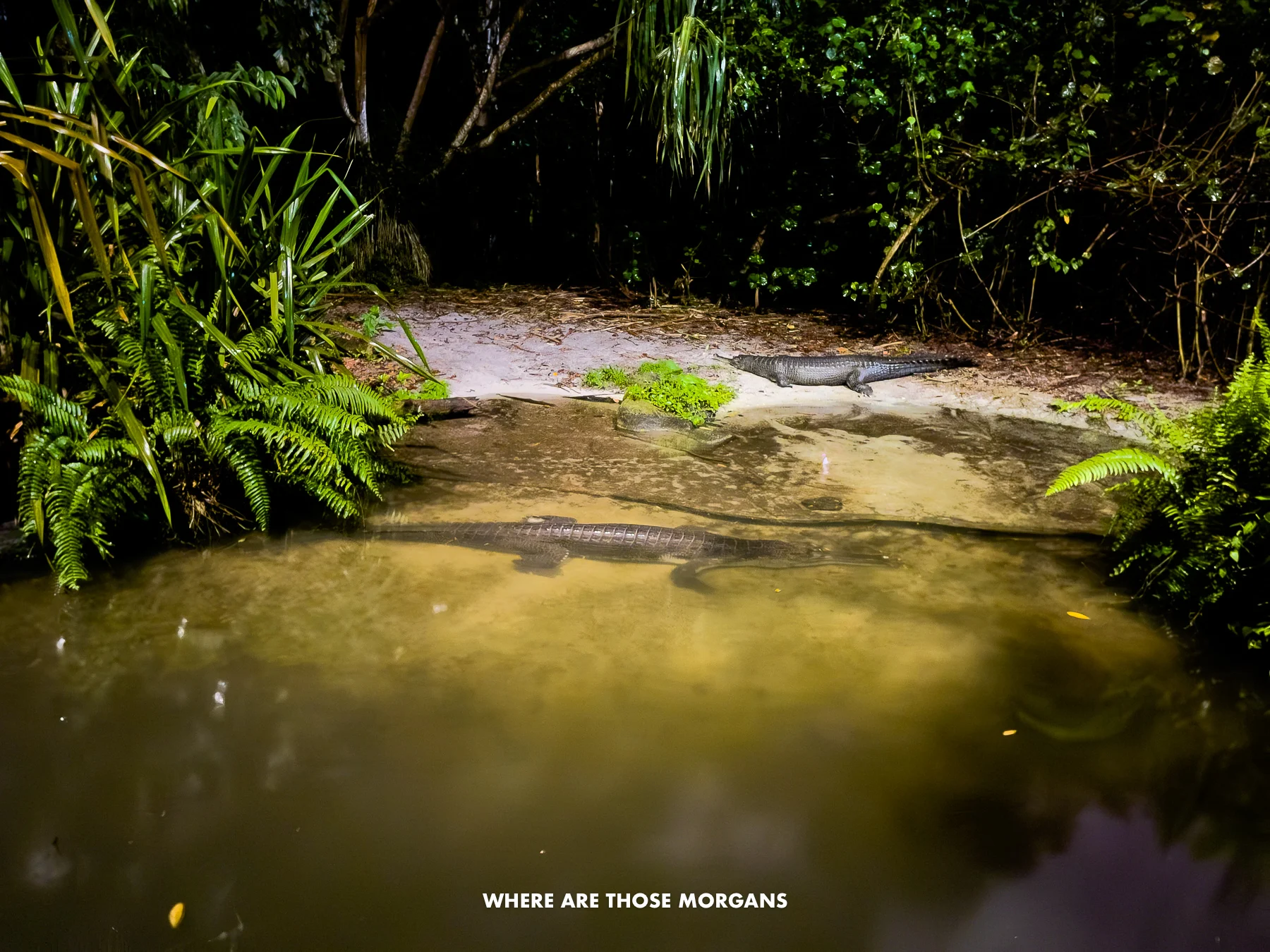 Two crocodiles in shallow water in a night safari zoo in Singapore