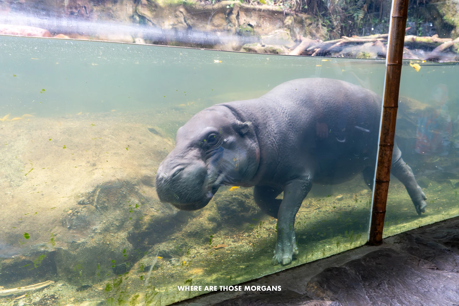 A pygmy hippo wading through water next to a glass panel at a zoo