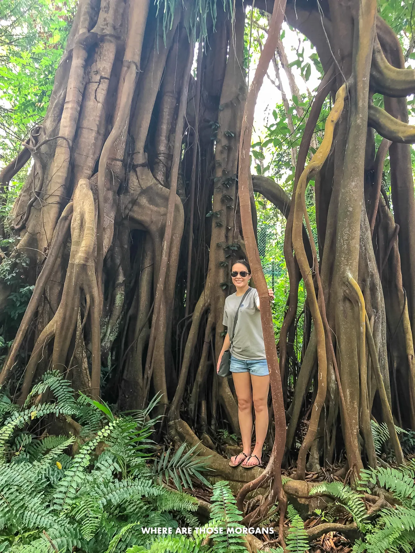 Kristen from Where Are Those Morgans standing on roots in a big tree surrounded by vegetation on St. John's Island near Singapore