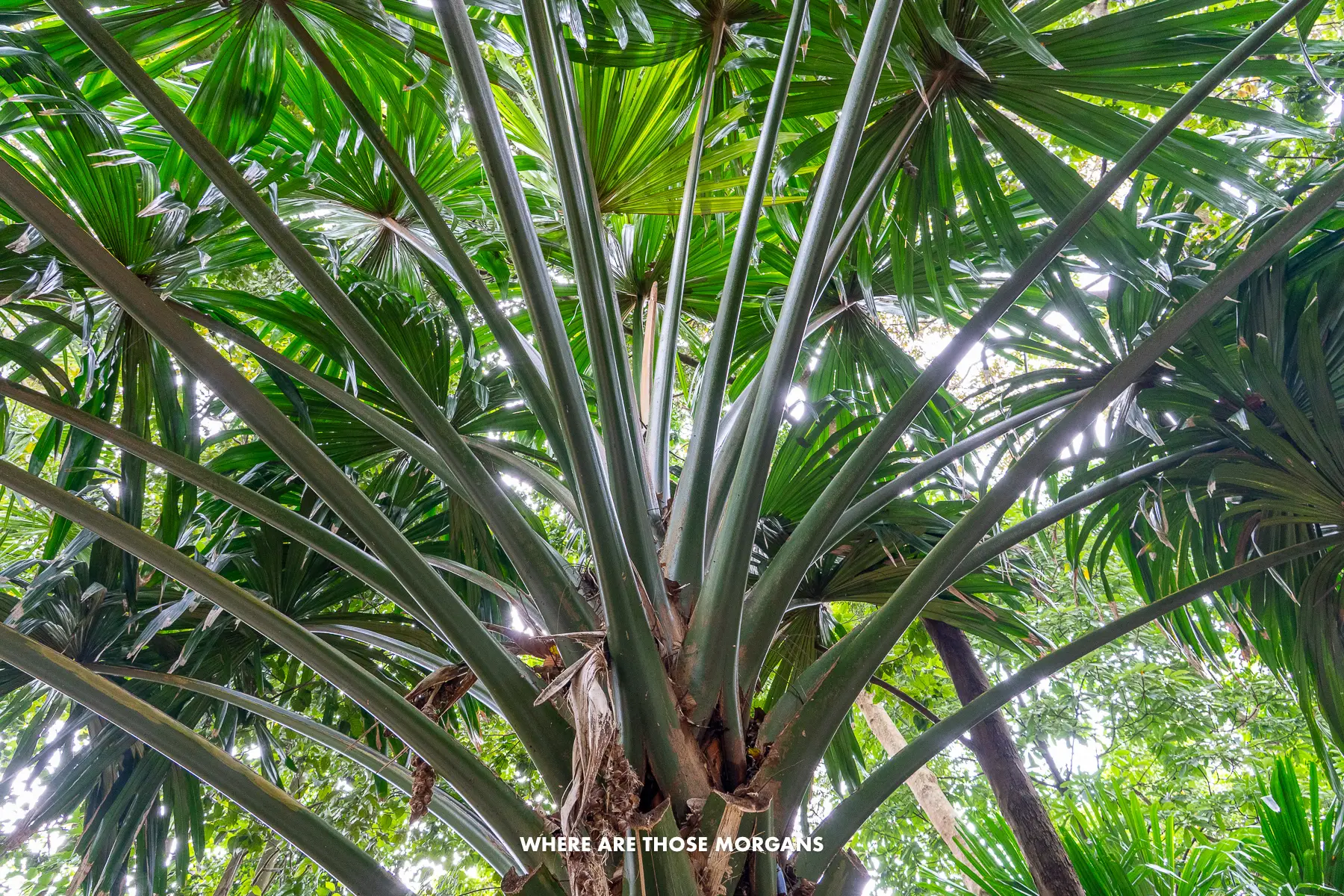Close up photo looking up into a tree in Singapore