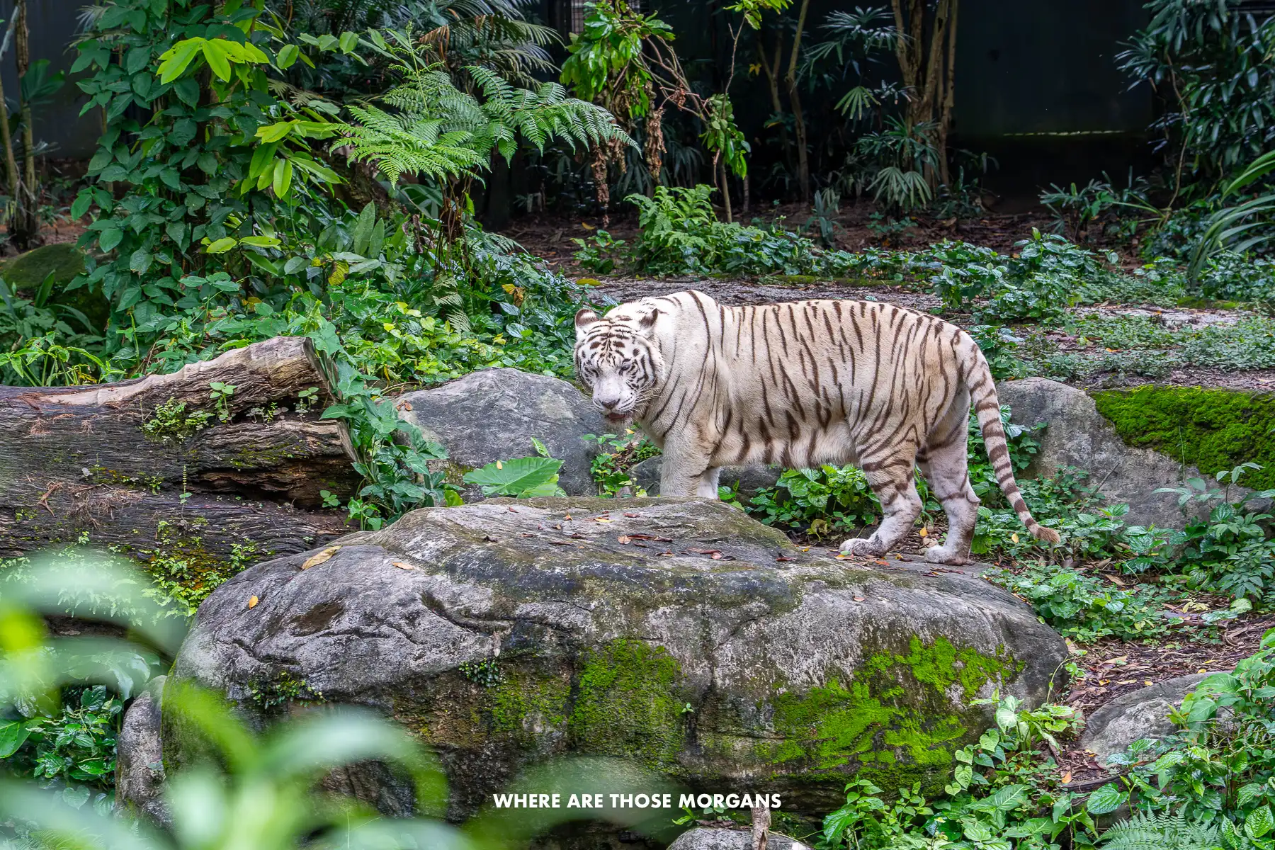 A white tiger walking across rocks and surrounded by trees in Singapore zoo