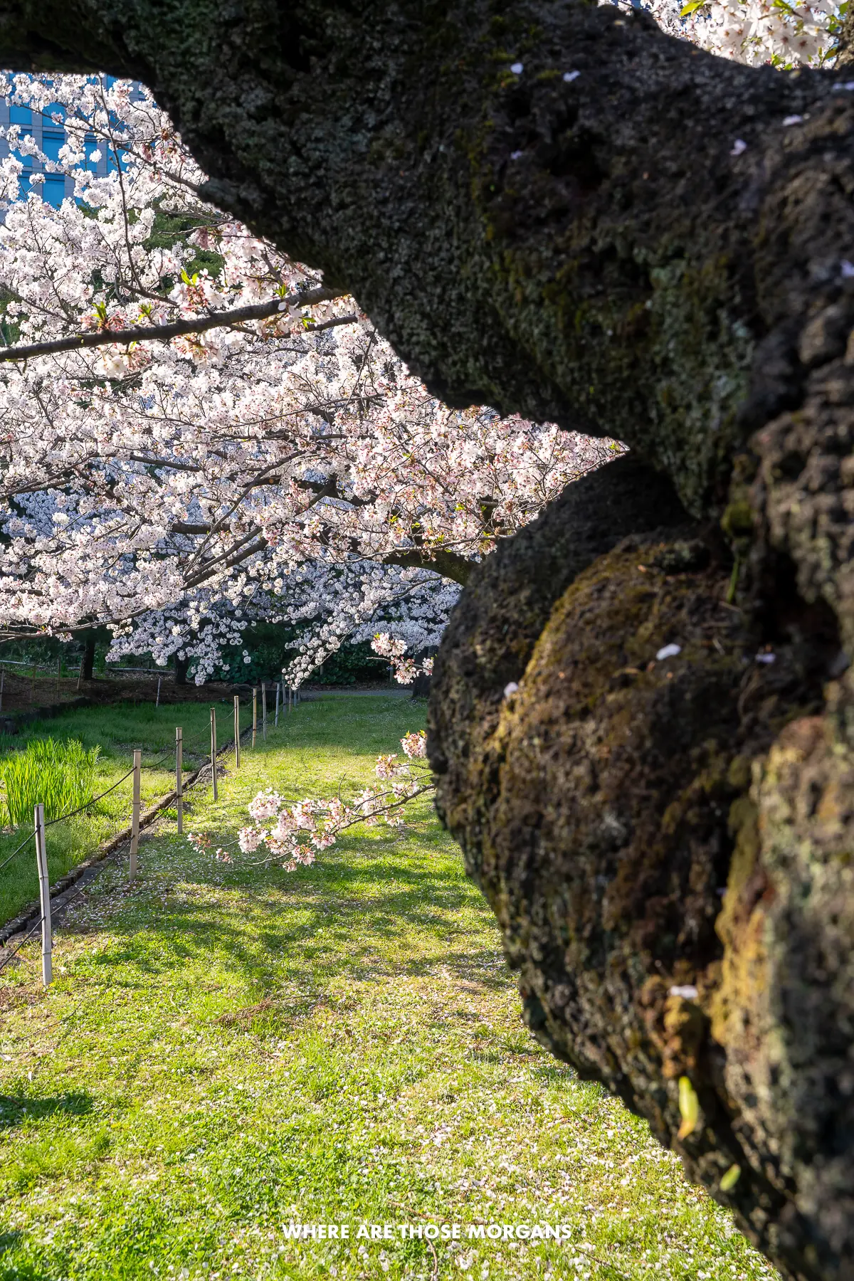 Cherry tree trunk with pink blossoms above grass in a park in Japan