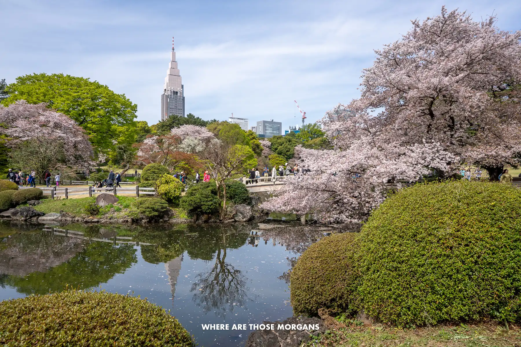 Photo of bushes and cherry blossom trees surrounding a pond in Tokyo