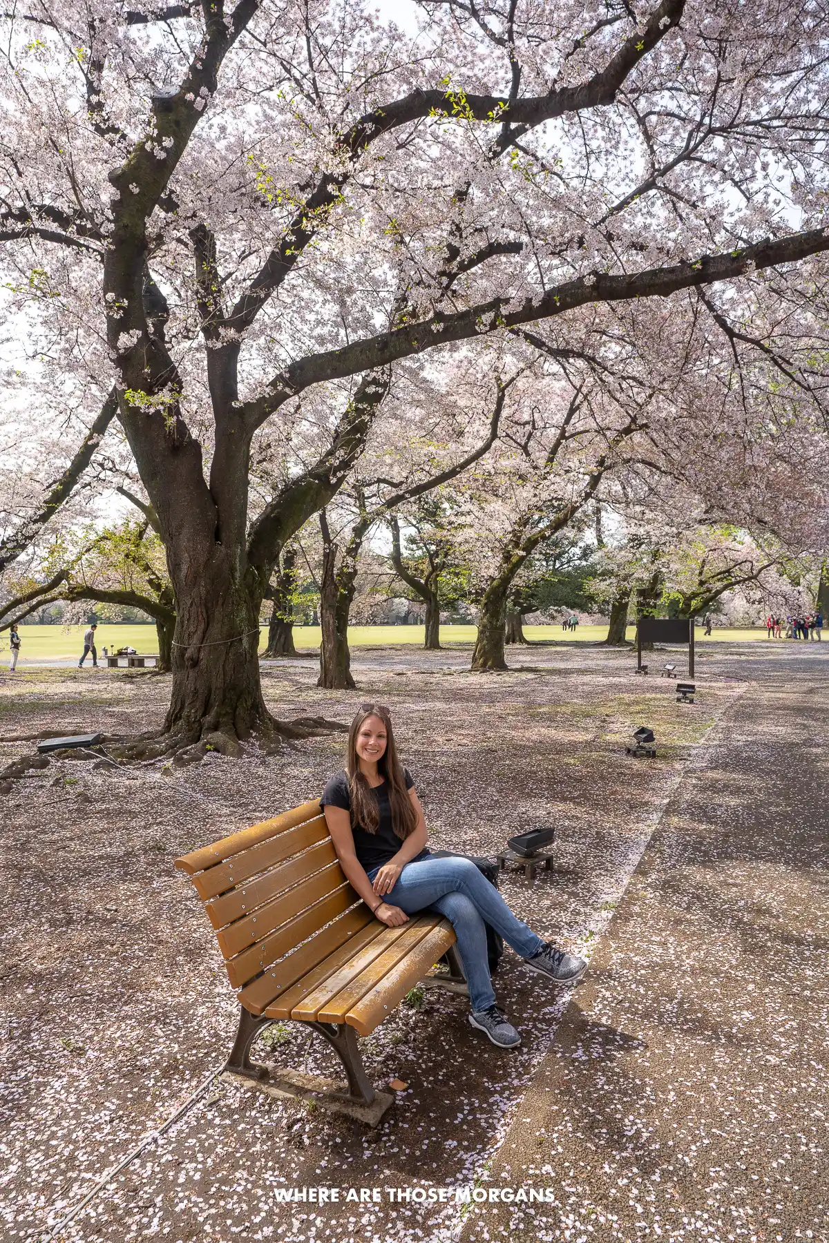 Kristen from Where Are Those Morgans sitting on a bench surrounded by cherry blossom flowers and trees in a park in Tokyo