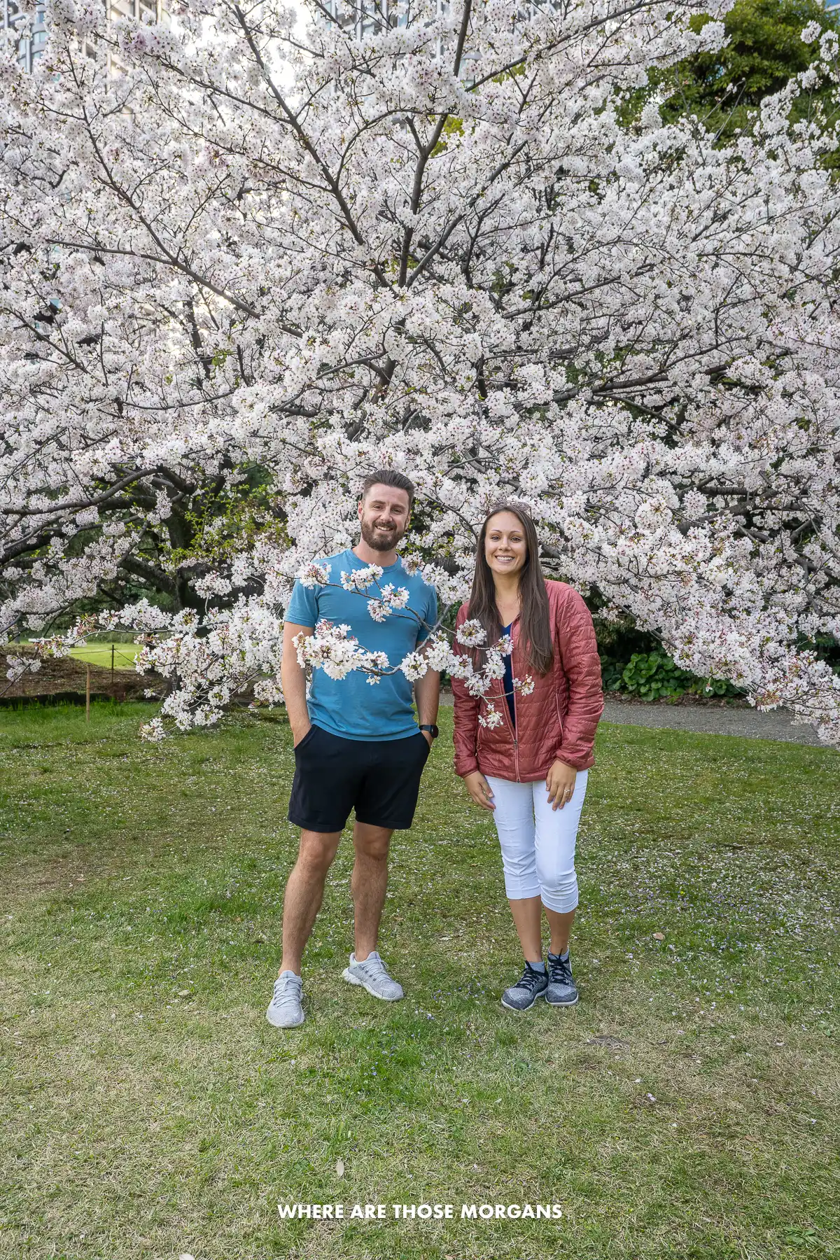 Mark and Kristen from Where Are Those Morgans standing in a cherry blossom tree in Tokyo