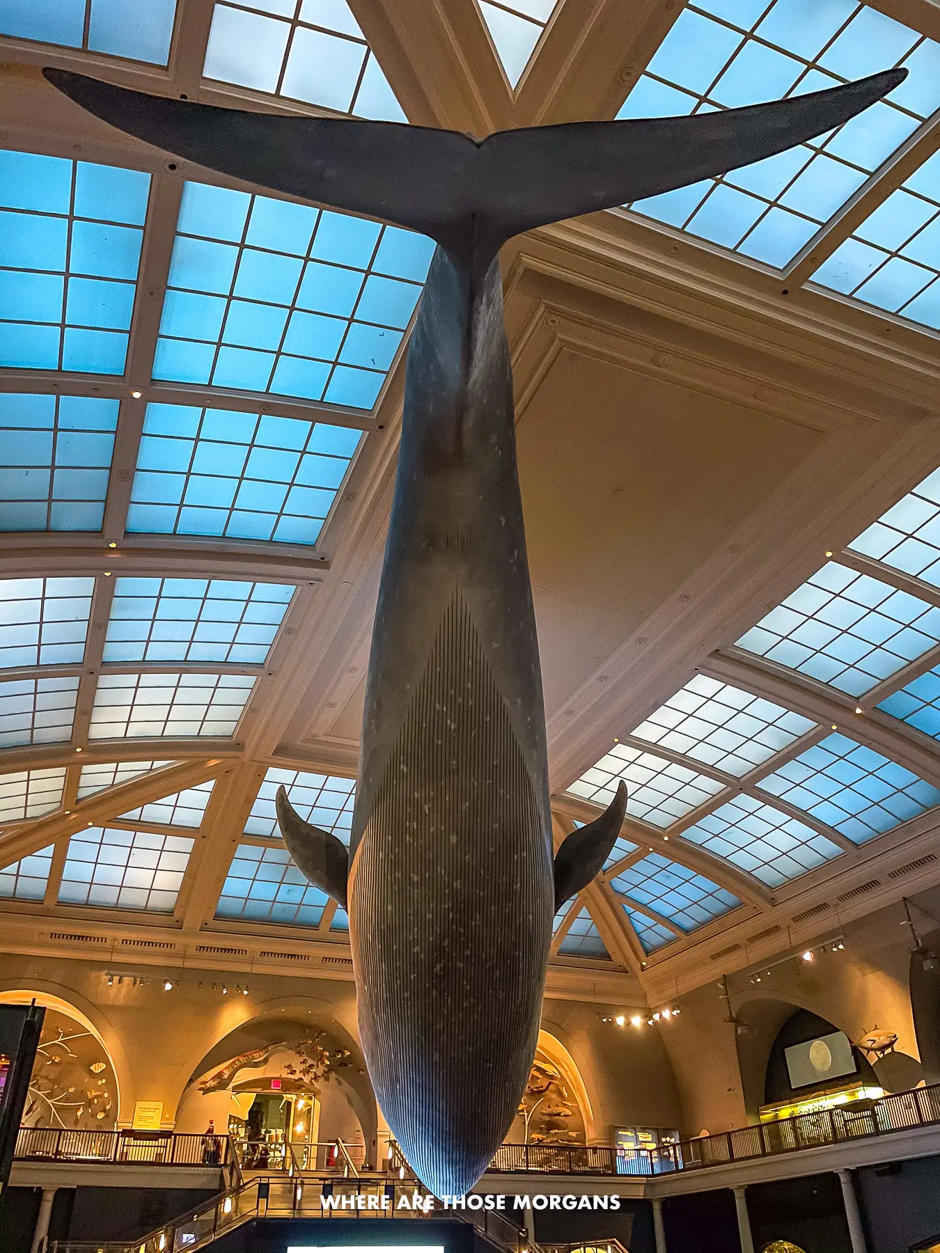 Giant Blue Whale hanging from the glass ceiling of a museum in New York City
