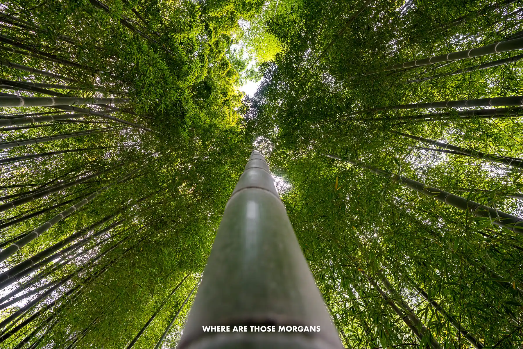 Looking up at a bamboo tree towards the canopy with lots more bamboo tree leaves at the top