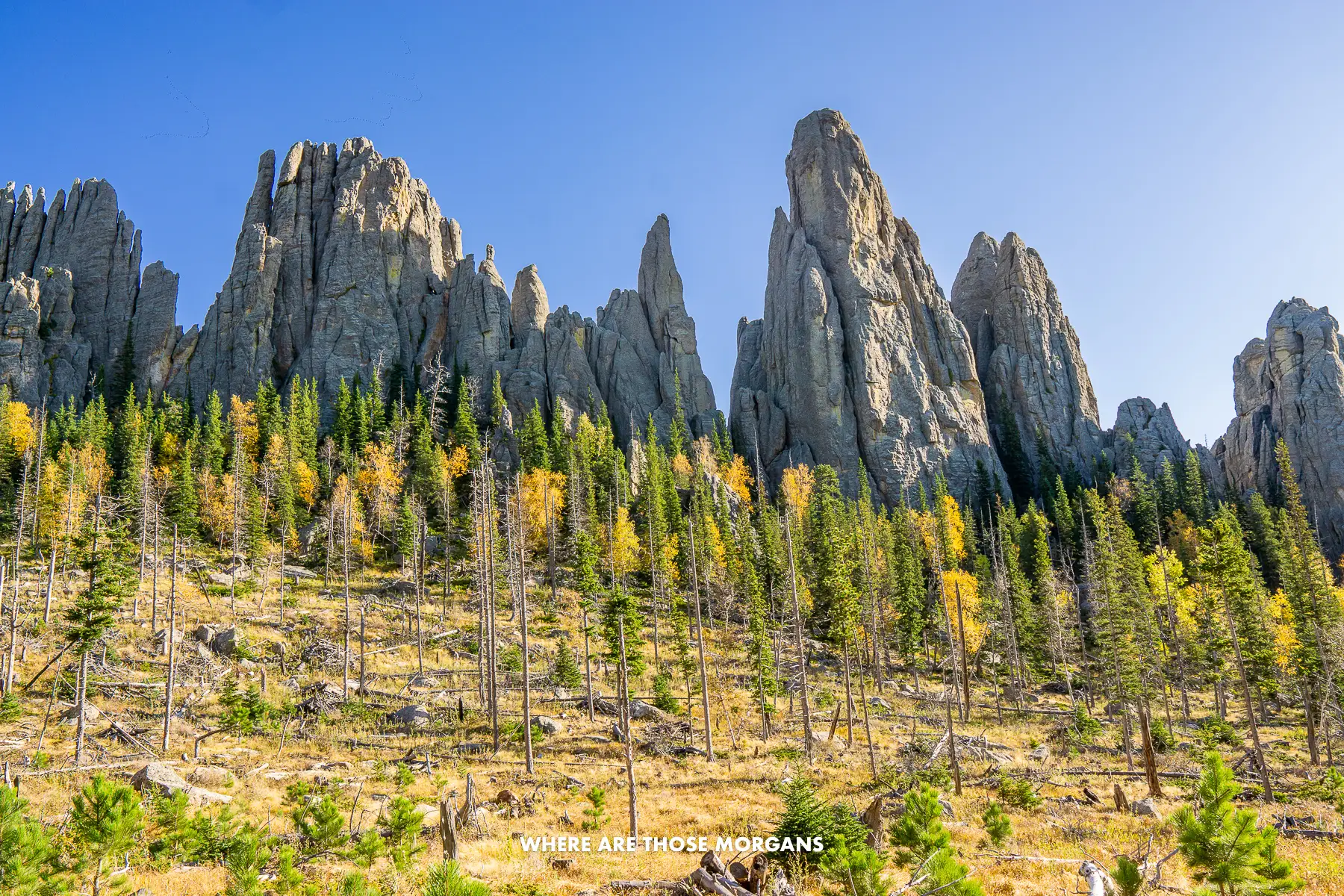 Looking up a slope covered in green and yellow leaved trees and tall rugged granite spires