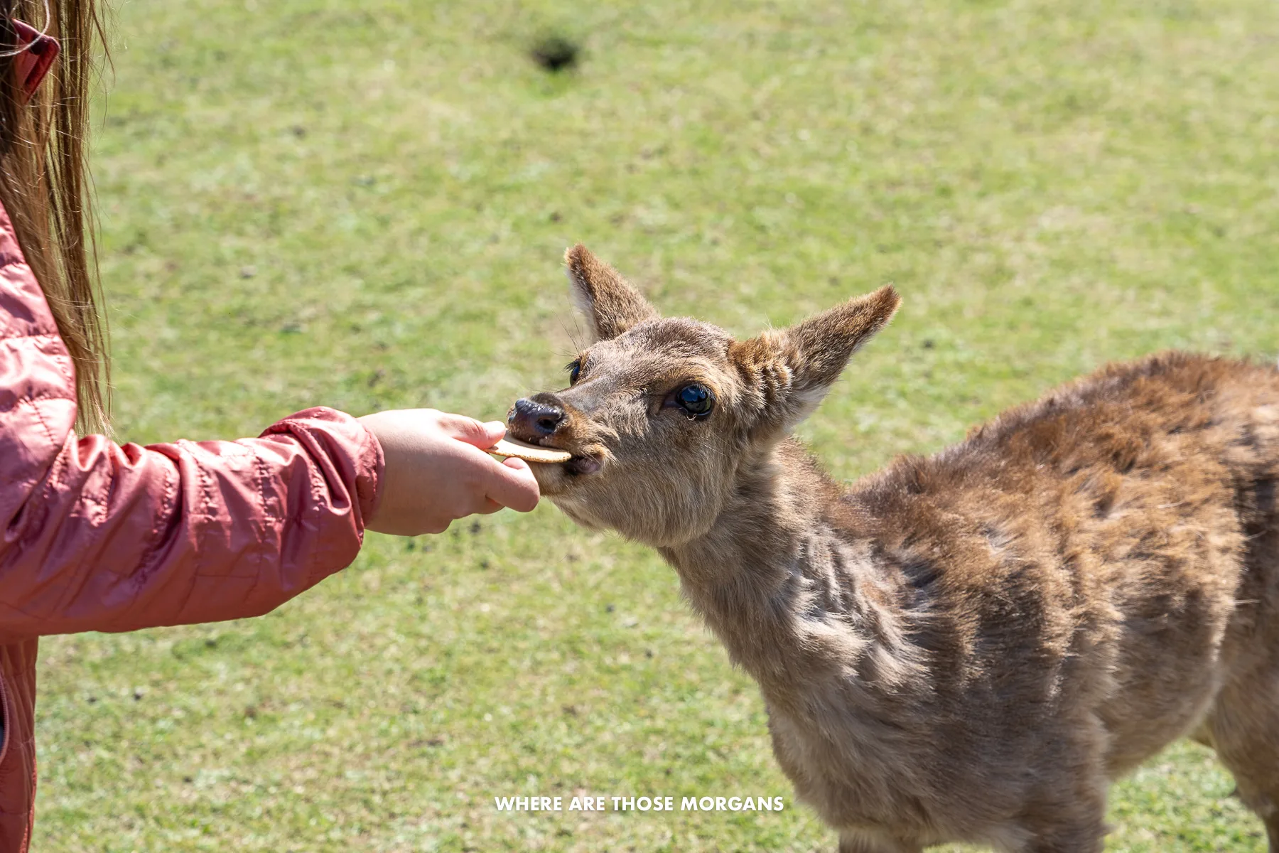 Person holding a hand out with a cracker and a deer eating it