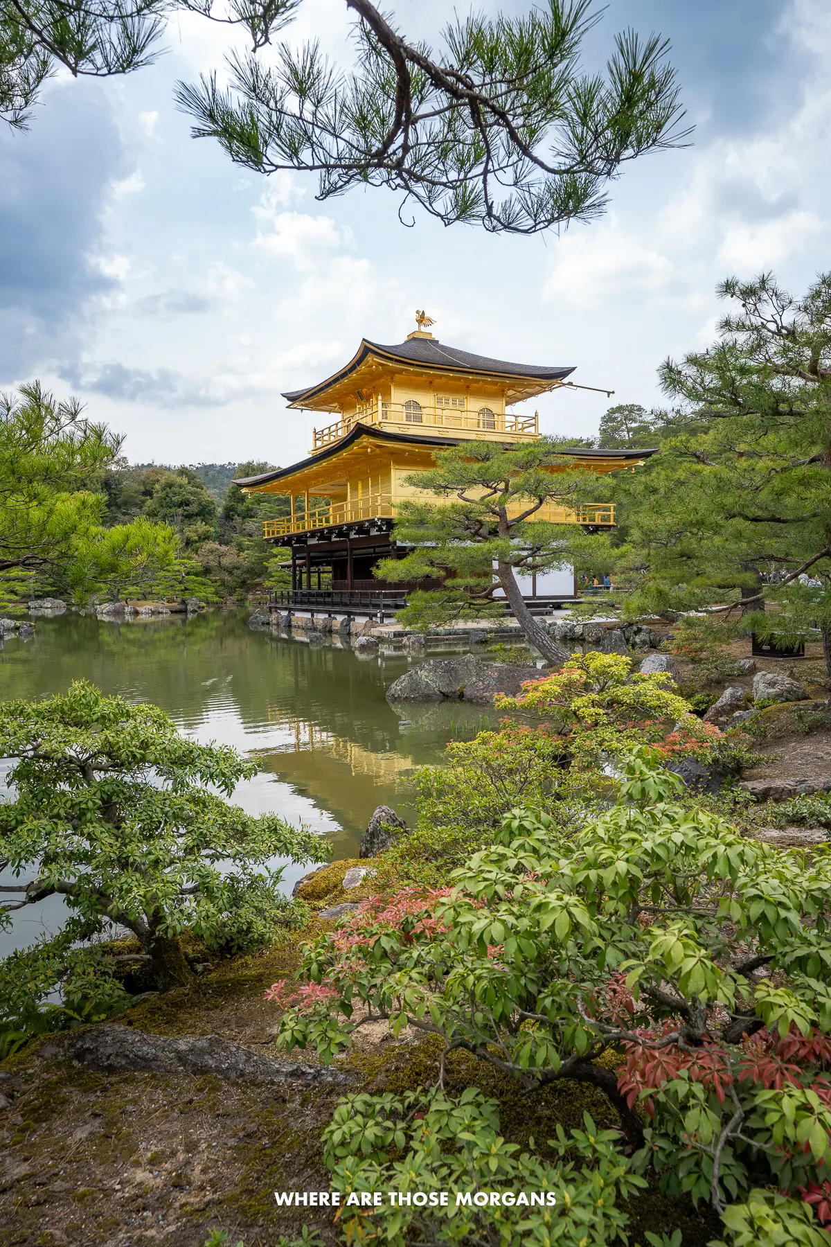 Green vegetation and a pond with a golden colored temple in Kyoto