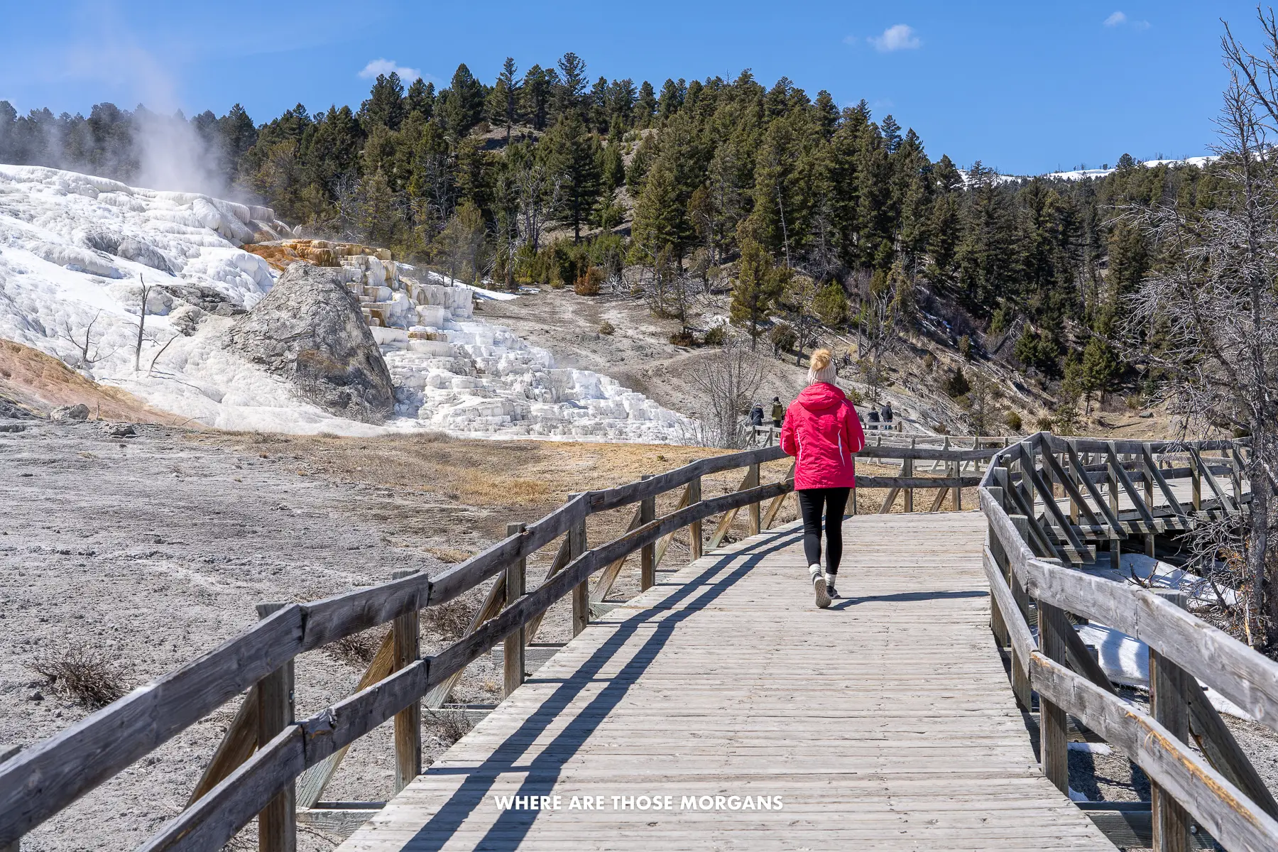 Kristen from Where Are Those Morgans walking on a boardwalk to see travertine terraces in Yellowstone